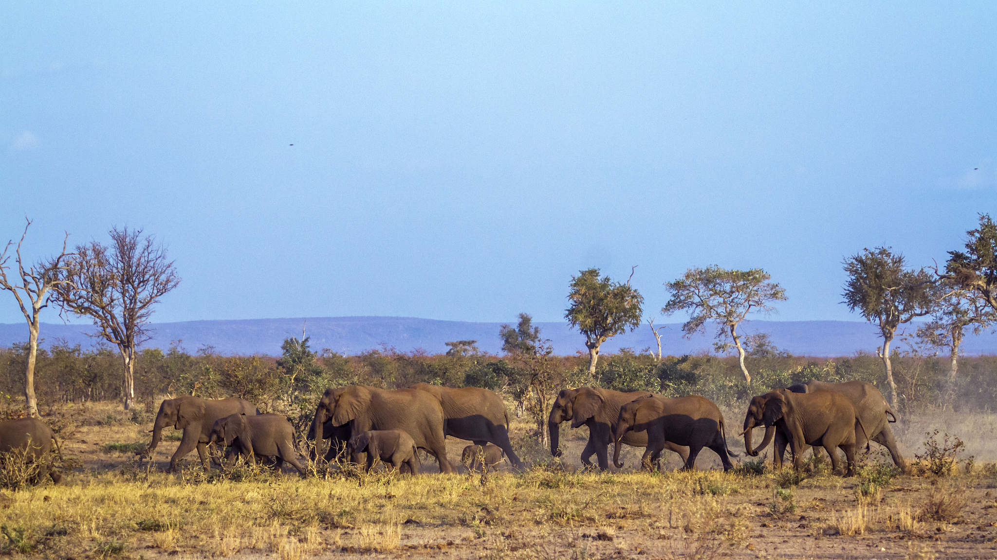 african bush elephant in kruger national park, south africa