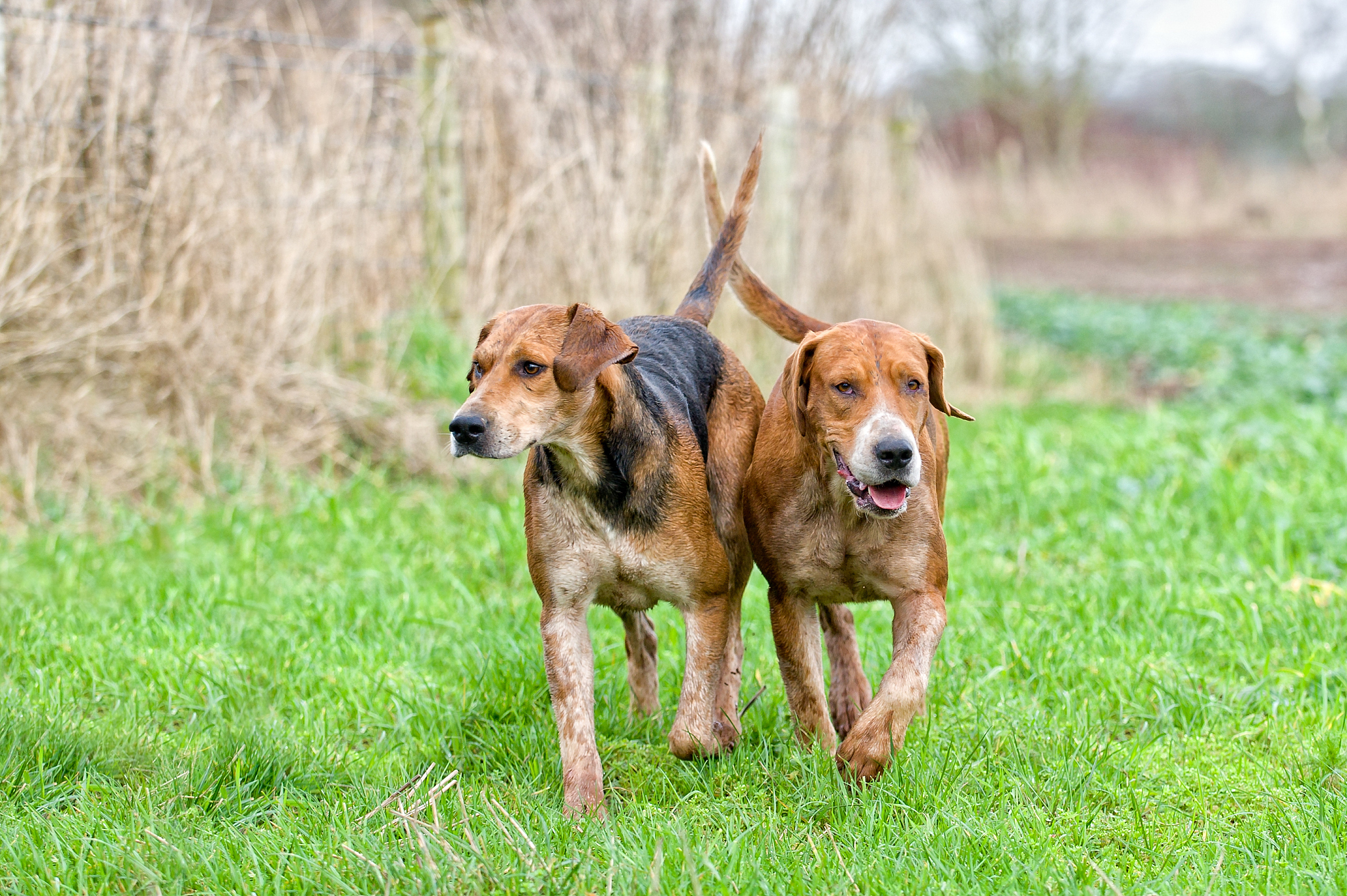 帮我润色一下这段文案：猎狐将执行新客户经营奖励制度一、提成与奖励分配所成交业务个人提成不变陪谈人提10经理管理奖励53C管理奖励5二、3C管理奖励考核要求月度宽平台考核业绩权重需≥2万此项不达标扣除共同分配的10团队业绩完成率≥1万此项不达标扣除共同分配的50