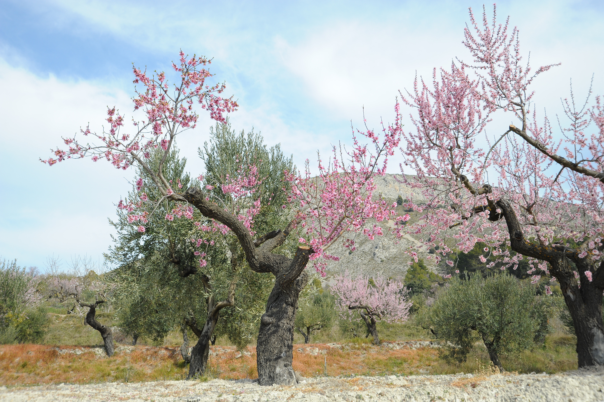 mandelblüte in spanien