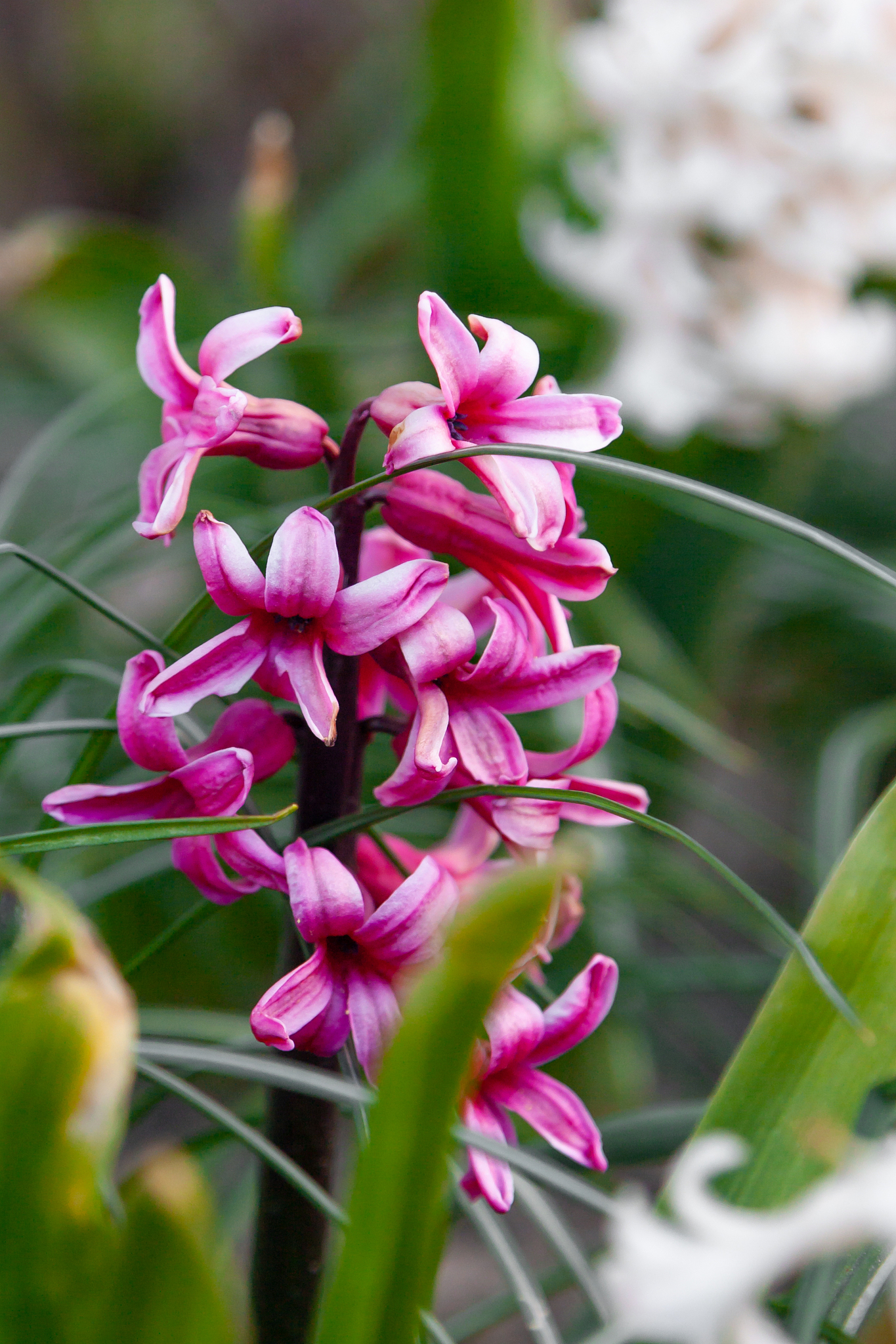 spring flowers.