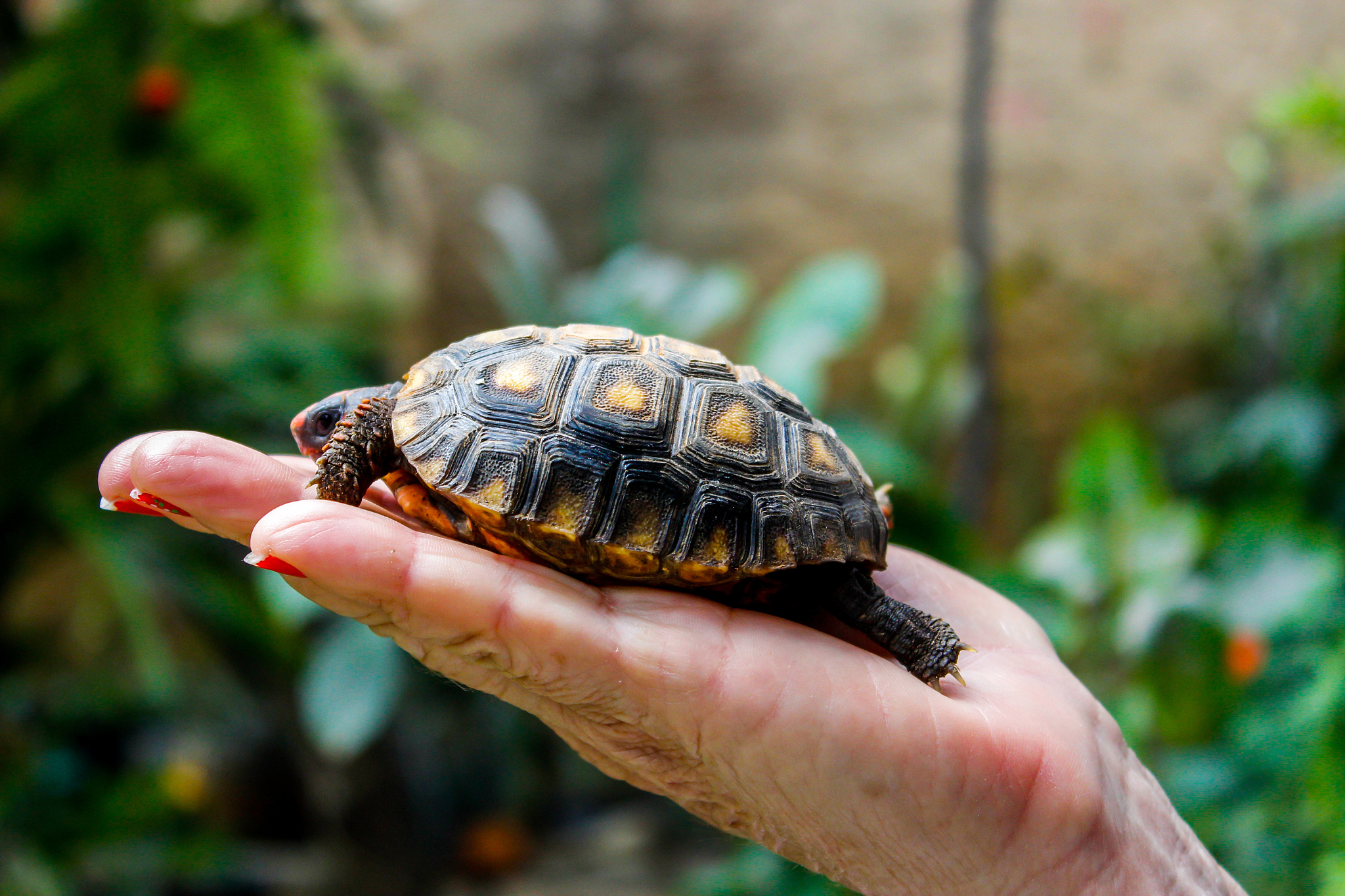 turtle