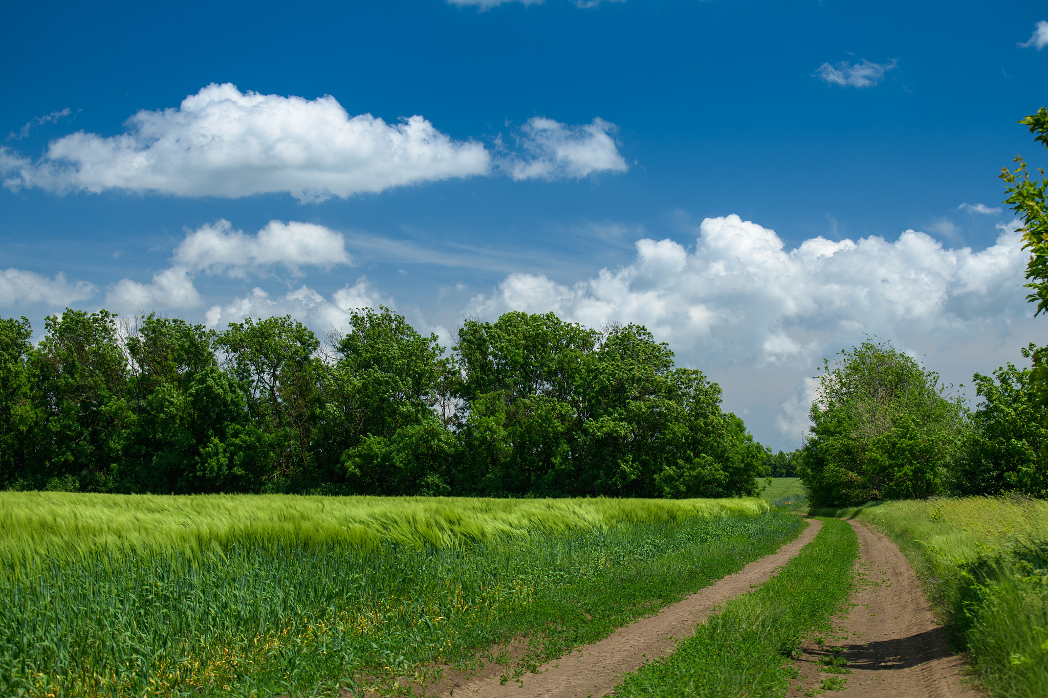 用蓝天白云青草小路写300字的文案