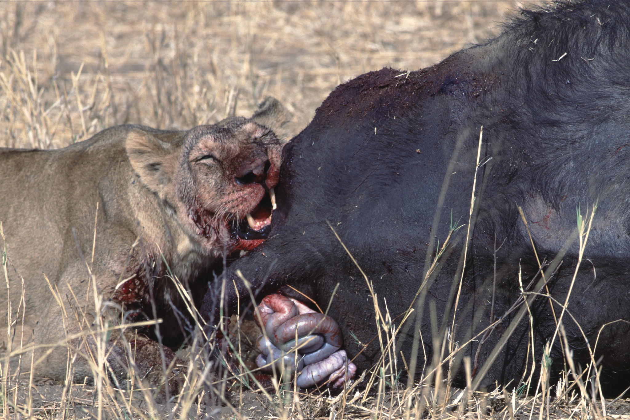 female african lion eating