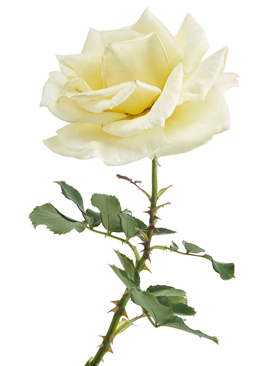 玫瑰花 HTML 代码 - 美丽花卉的网页设计