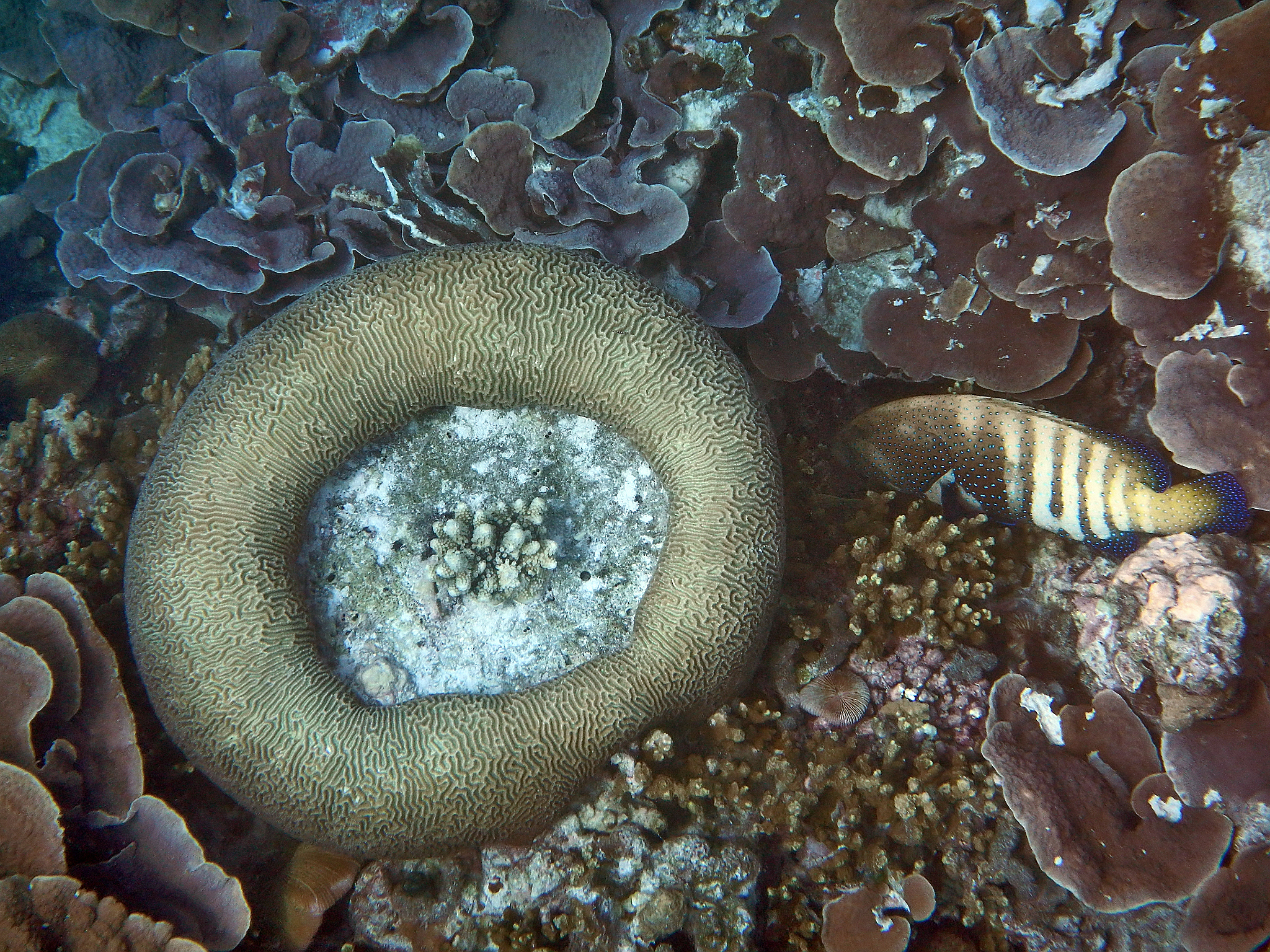 Comparative Plastome Analysis of Phlegmariurus Reveals Stable IR Regions and Distinct Species Differentiation