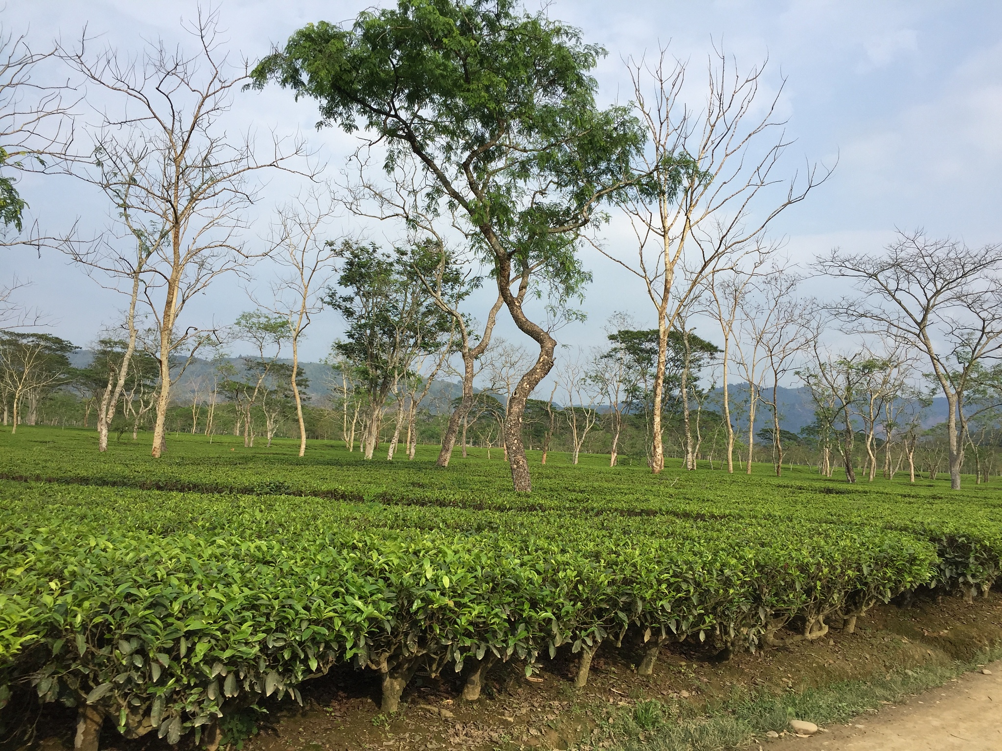 板栗树和茶树的教学课件原理发展优势