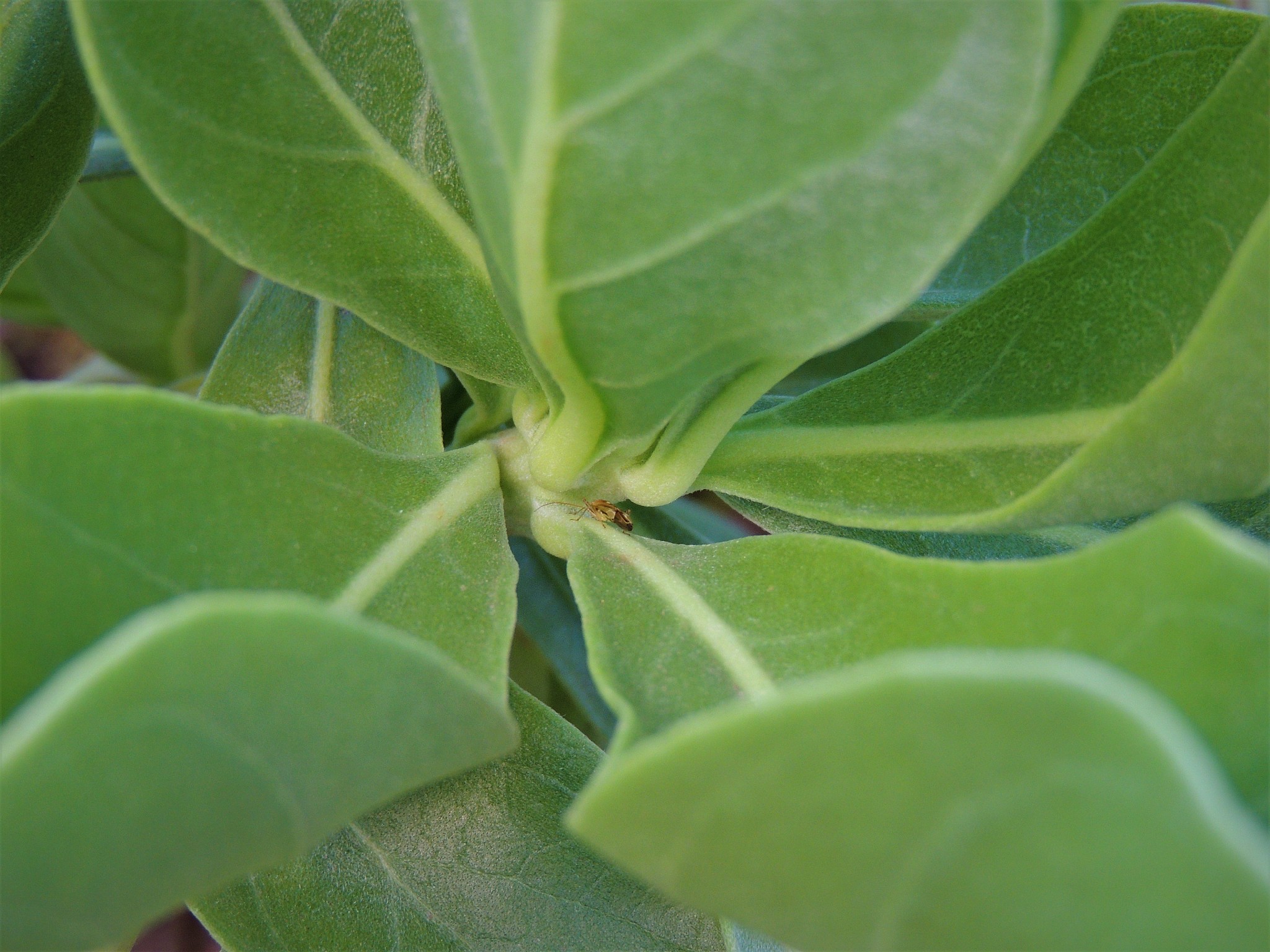 plant