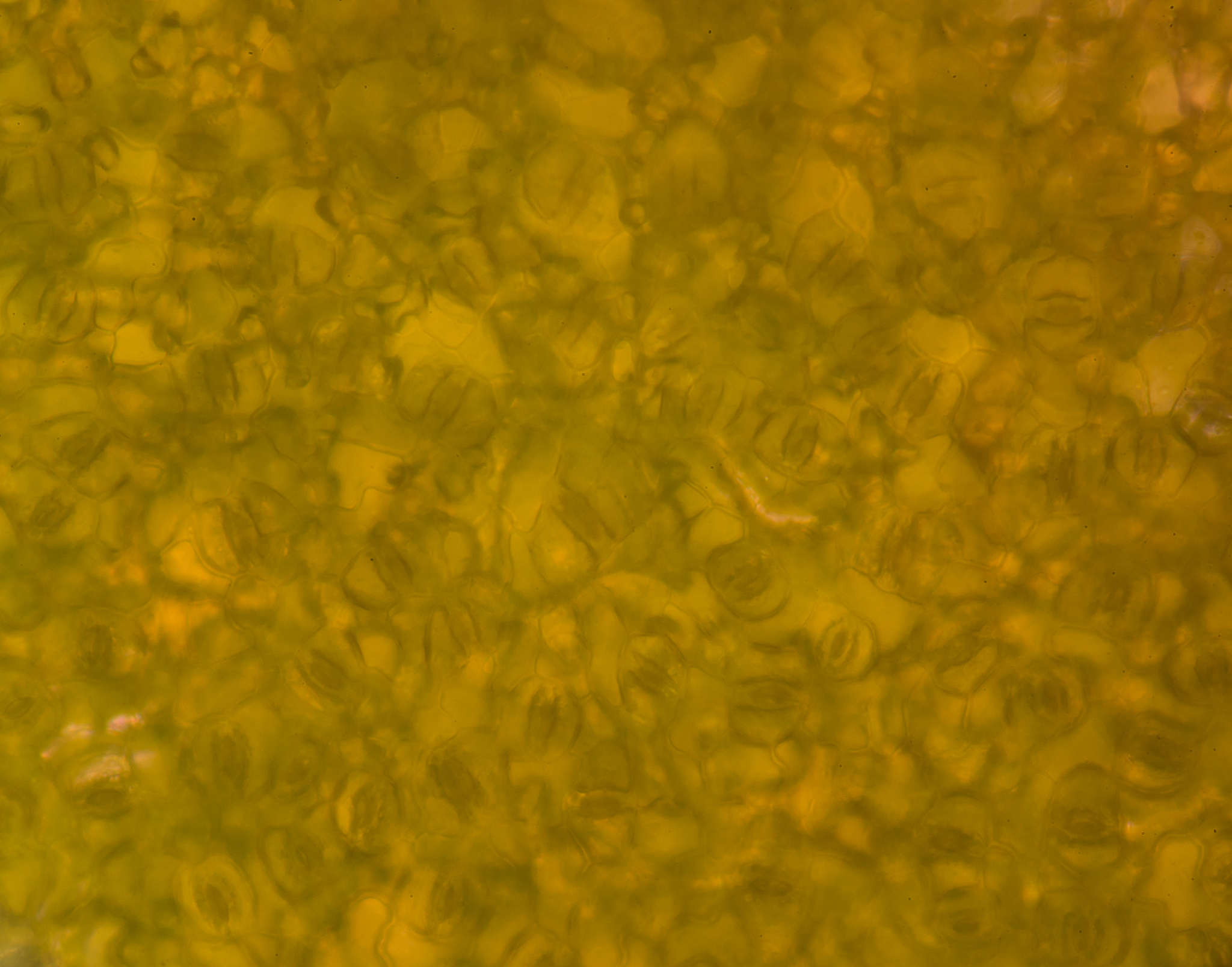 金黄色葡萄球菌诱导小鼠产生IFN-γ：增强免疫力的新发现