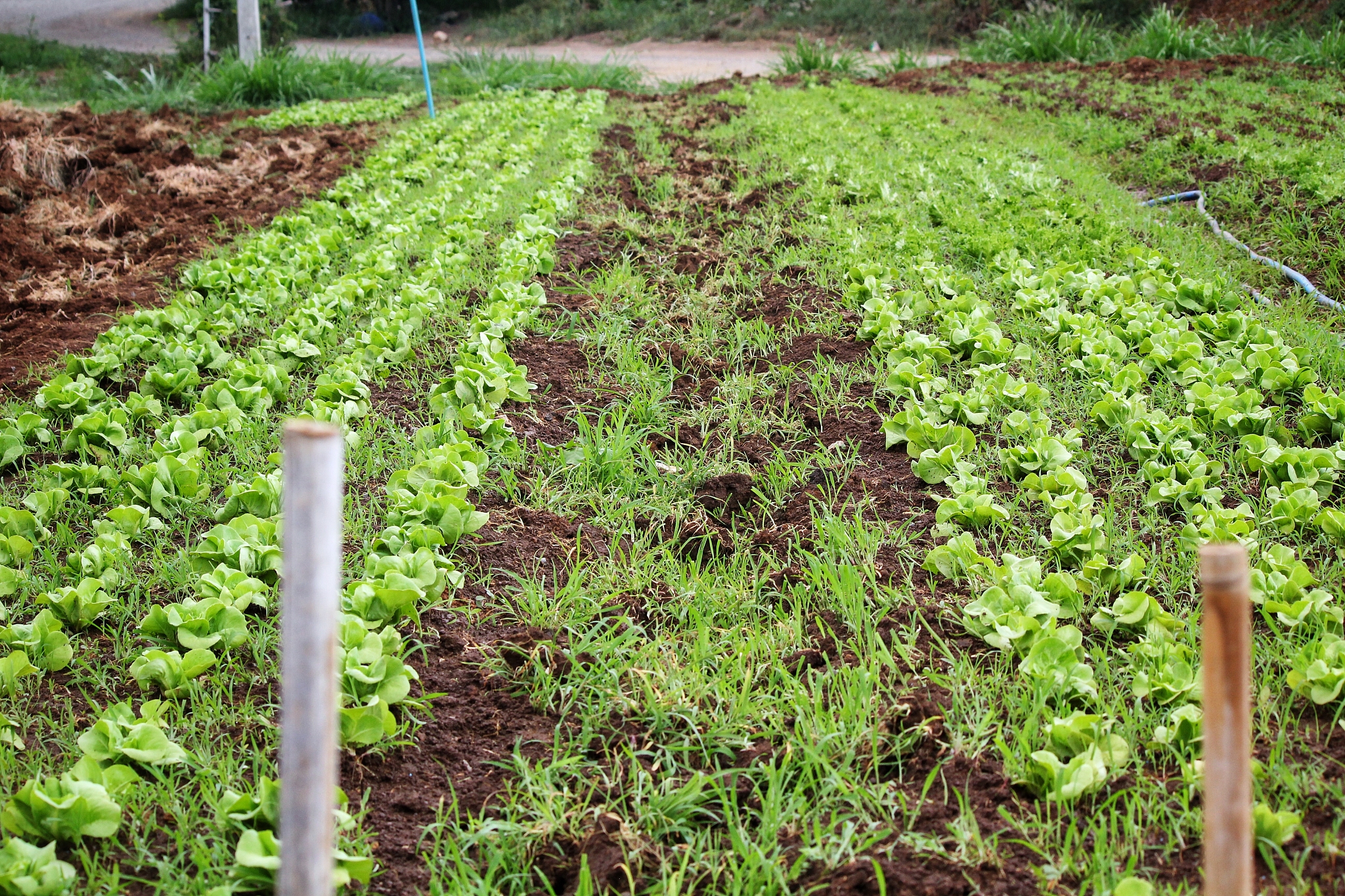 7月种植苋菜指南：种植技巧、温度、养护管理