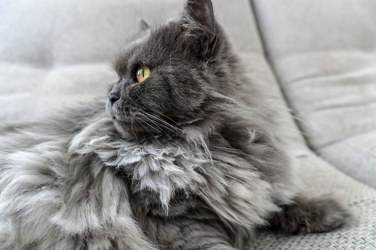 帮我描绘一只猫