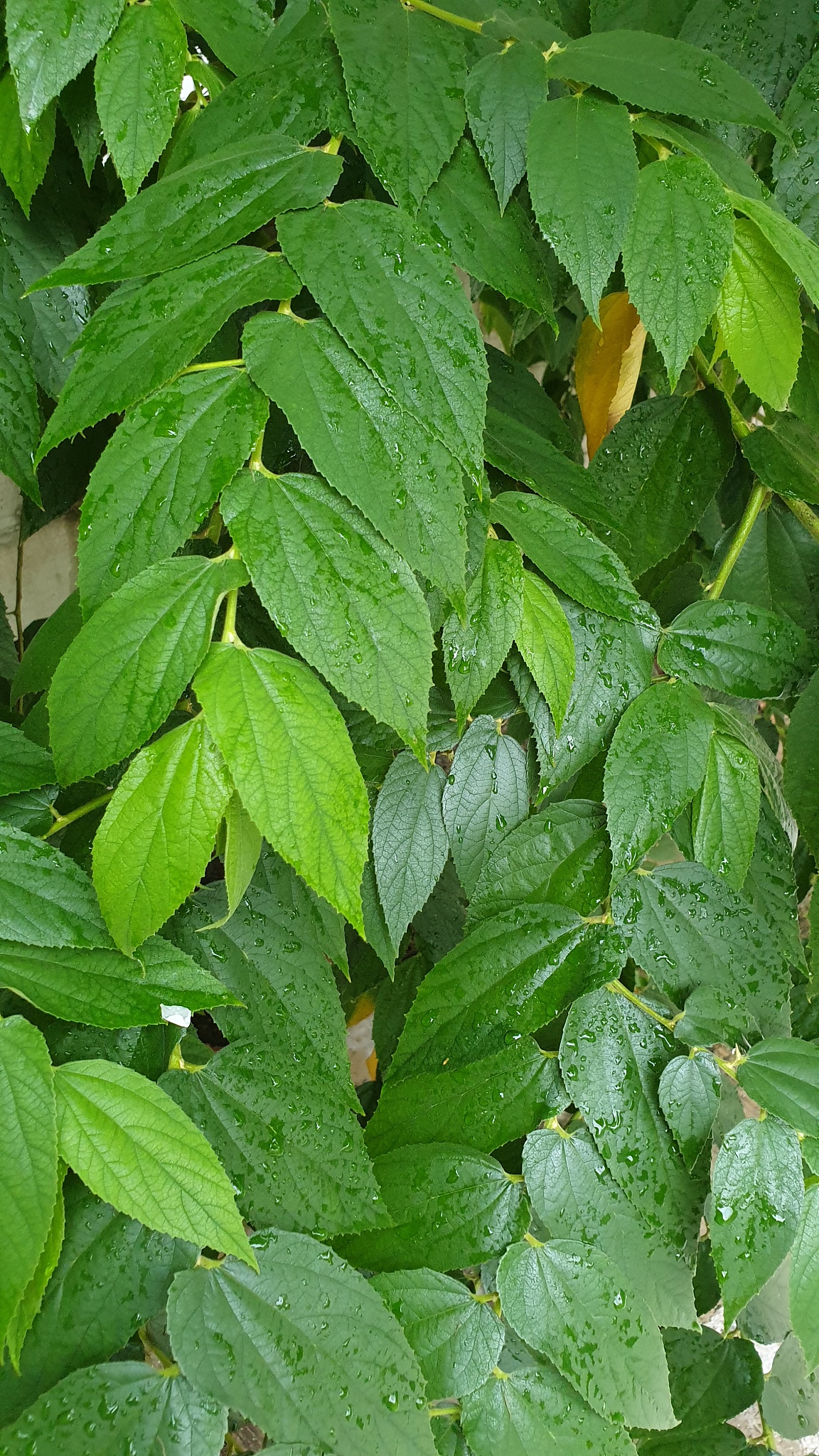-鏌