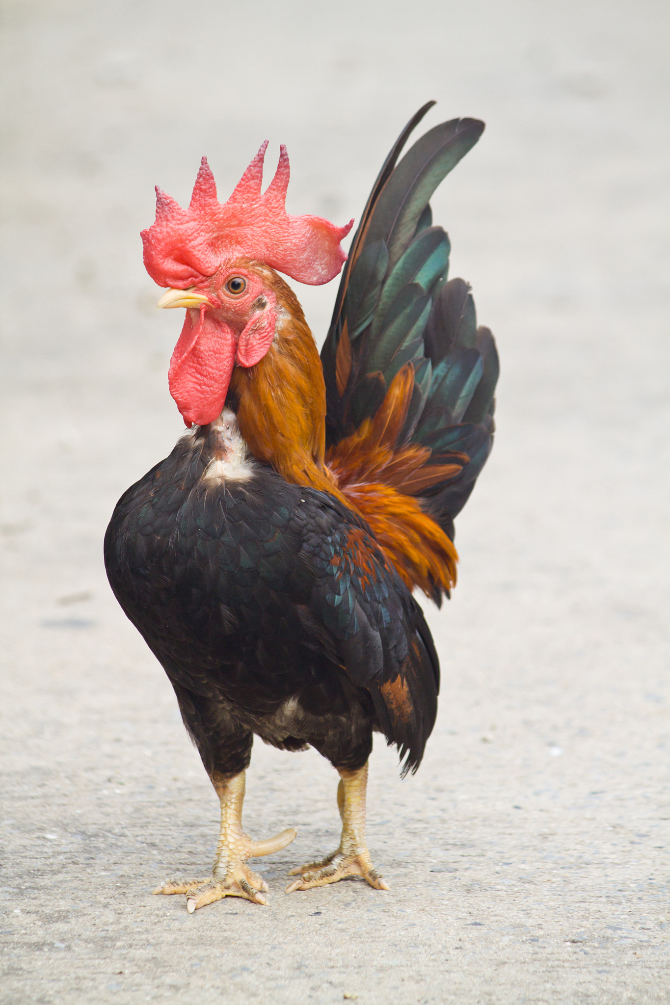 chicken