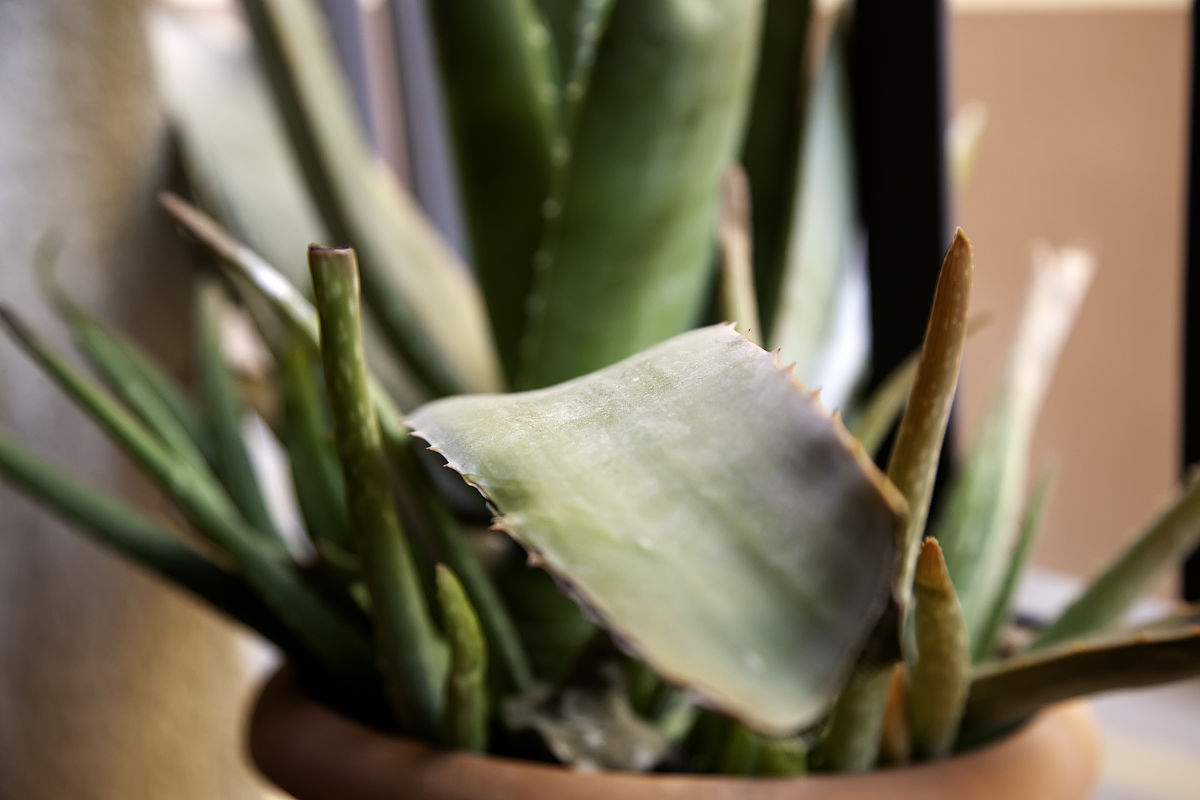 君子兰烂心怎么处理烂根怎么处理