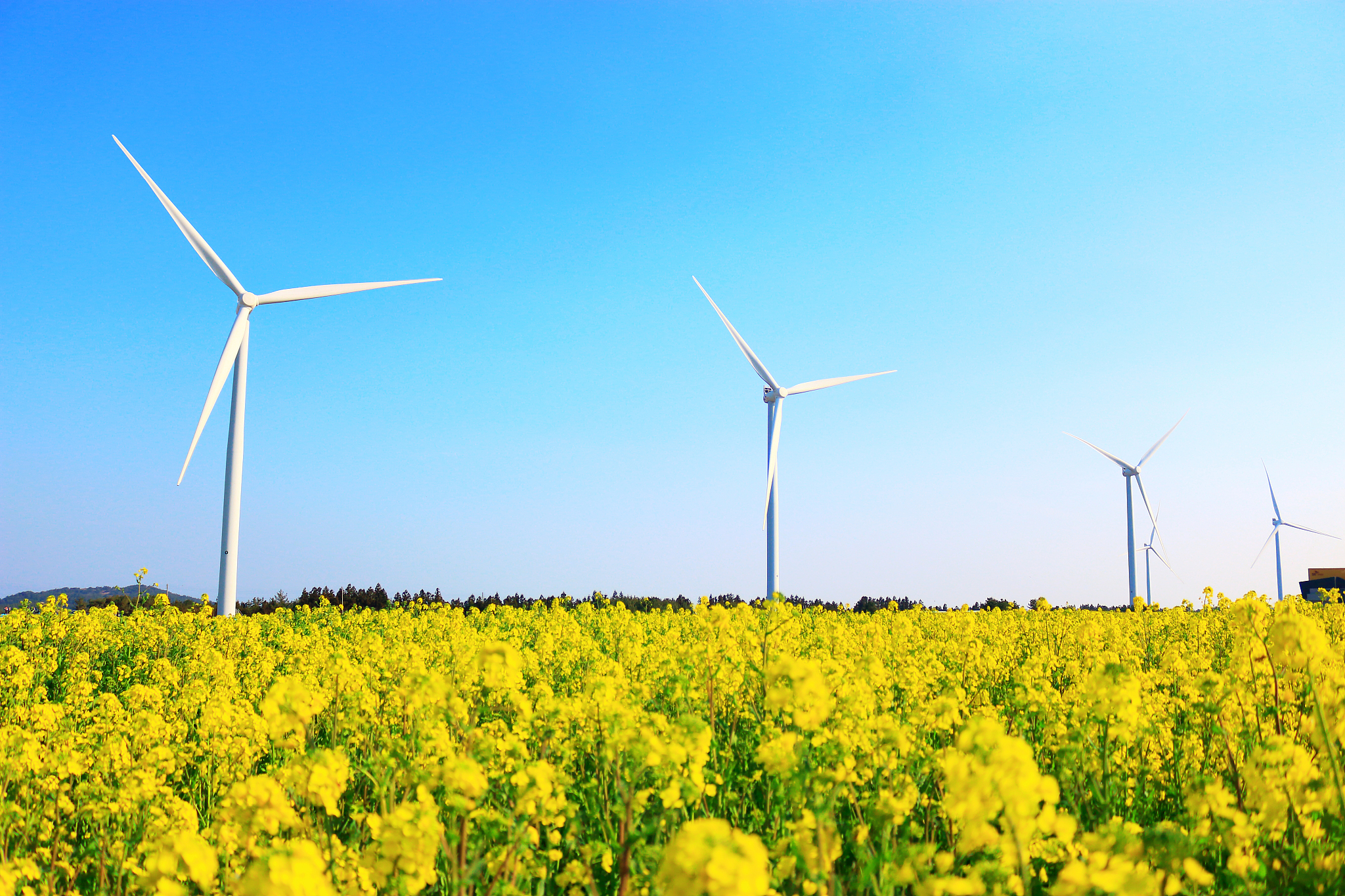 rape blossom festival, rape seed, flower, spring, wind turbine, 