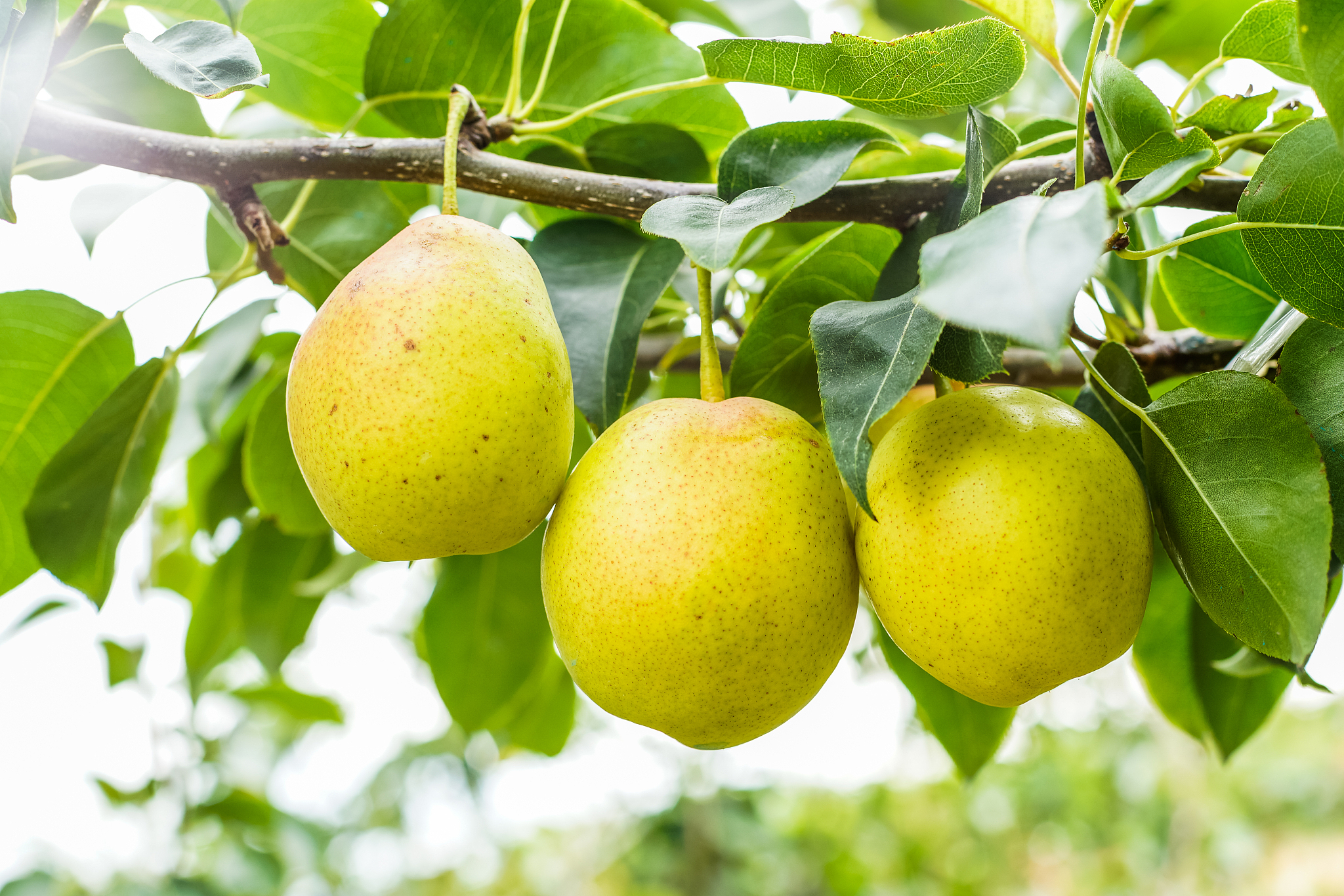 梨是不是苹果 苹果树上的梨