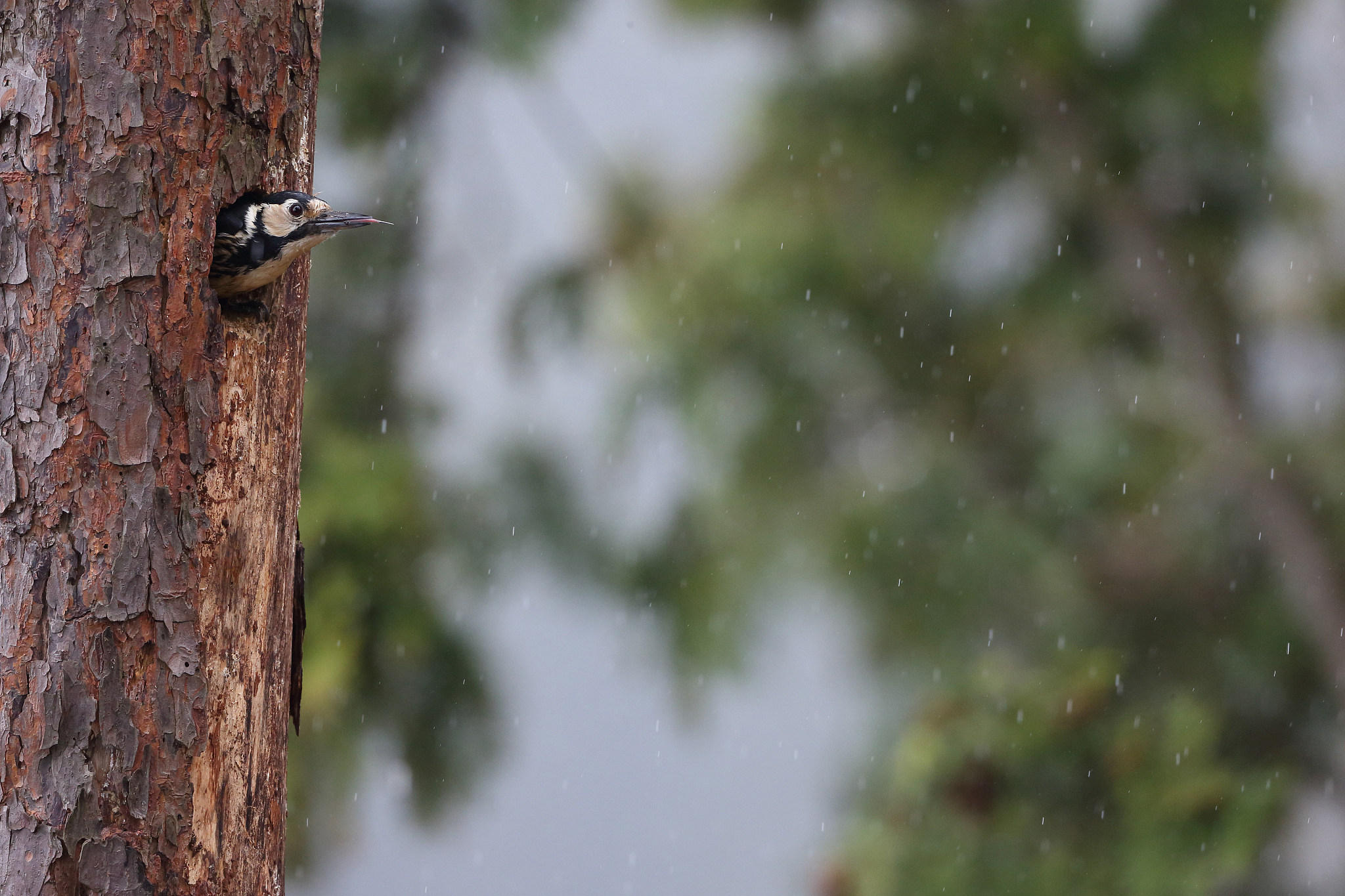 绝地求生辅助奉天是一款PUBG的内部多功能辅助工具功能包括漏哪打哪、弹道跟踪、透视自瞄、漏哪打哪、人物穿墙、人物遁地、载具穿墙、右键追踪、原地复活还有驾车自瞄开枪功能等这款辅助功能虽然很多但是稳定性还是蛮不错的不过一些神仙操作最好还是少用或者小心使用避免被队友或敌人看到投诉不管多稳定的辅助只有会演才能活久见。以上内容帮我重写一份更为原创的文章避免内容被搜索引擎识别为重复或抄袭。