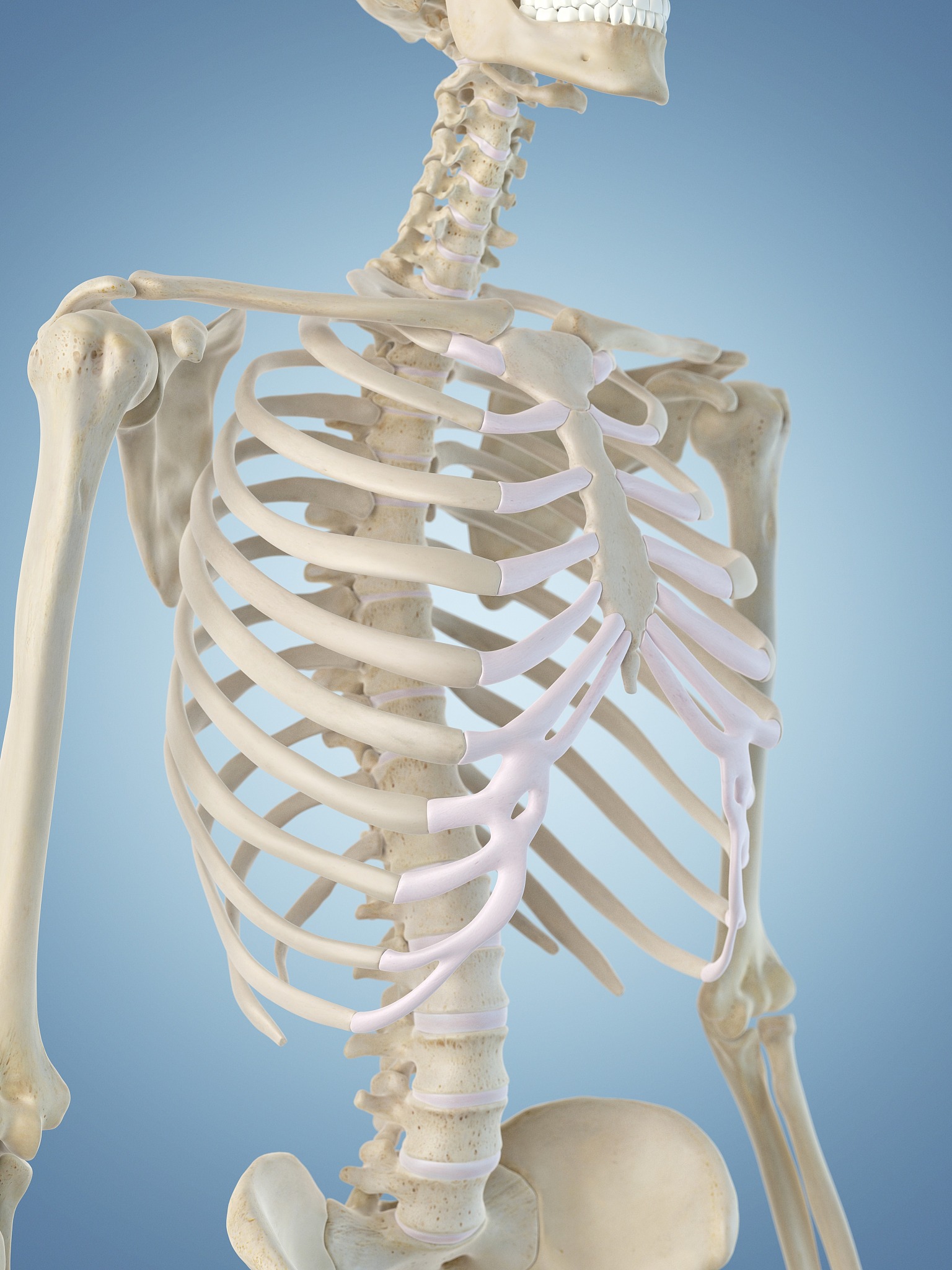 骨松质分布：短骨的正确位置