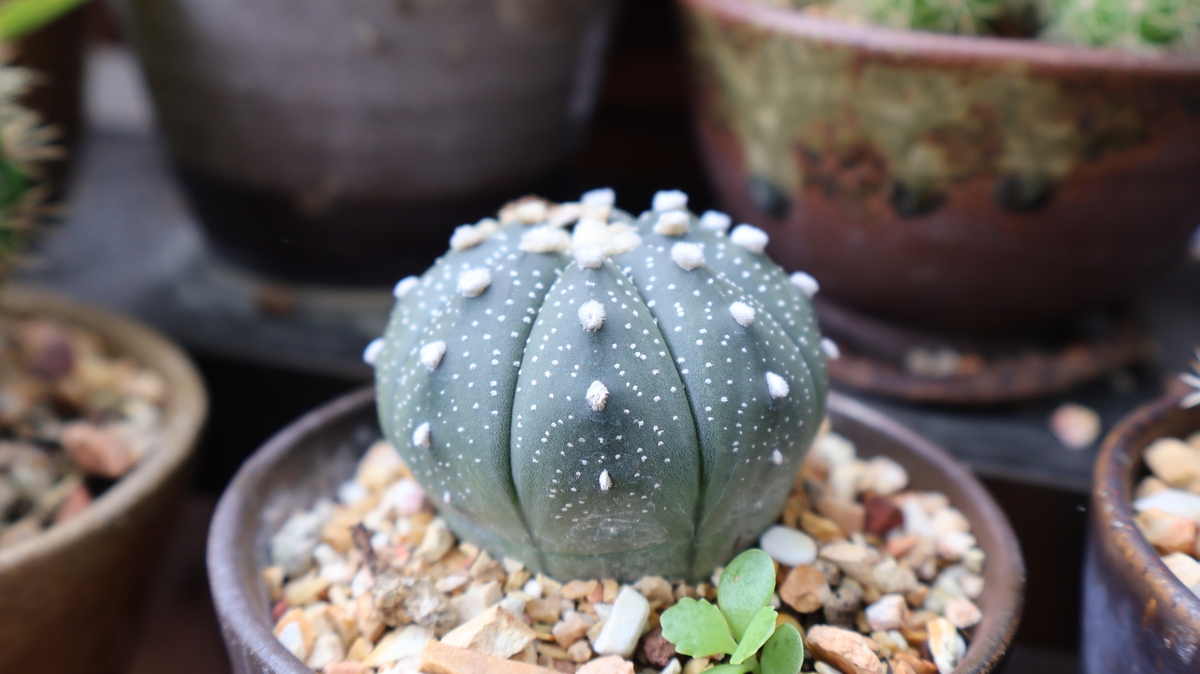 莲华多肉不是莲花是一种多肉植物它的叶子层层叠叠像莲花所以叫莲华多肉。请重新赏析一下这首诗吧：净砂无水小莲栽缘叶层层似绽开。根寸未曾嫌壤瘠形微何必惧霜皑。看穿名相参生死悟得真如化佛台。落瓣有心春自蘖管他经世几轮回。
