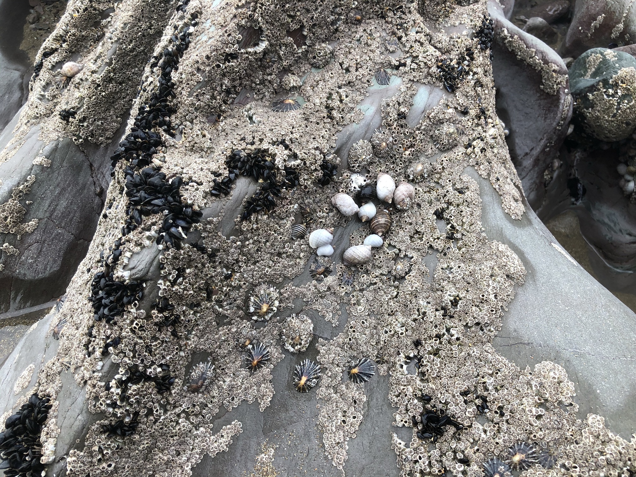 藤壶和鬼爪螺是软体动物吗？ - 揭秘海洋生物分类