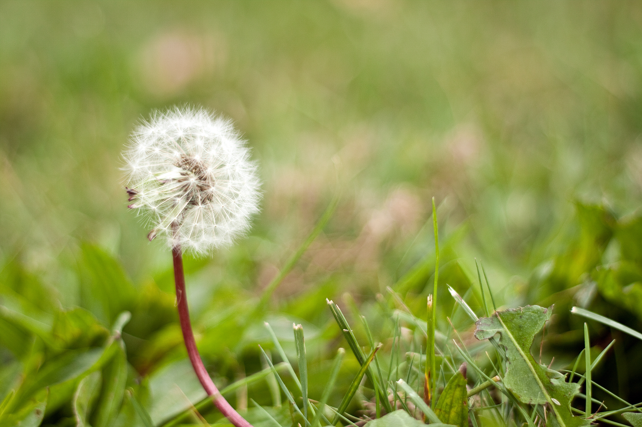 蒲公英：林徽因式的自由与坚强