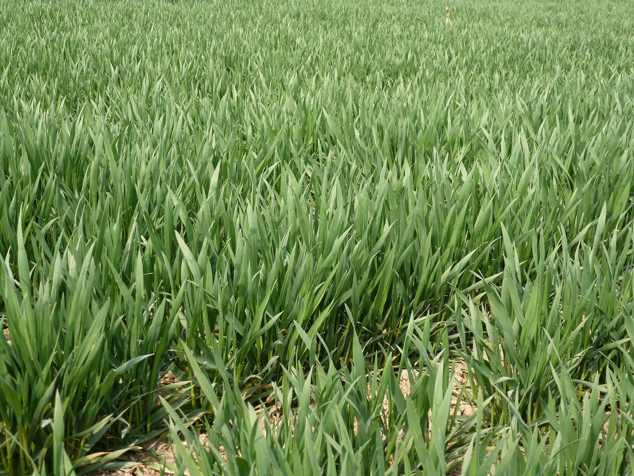 病虫害对冬小麦有什么影响