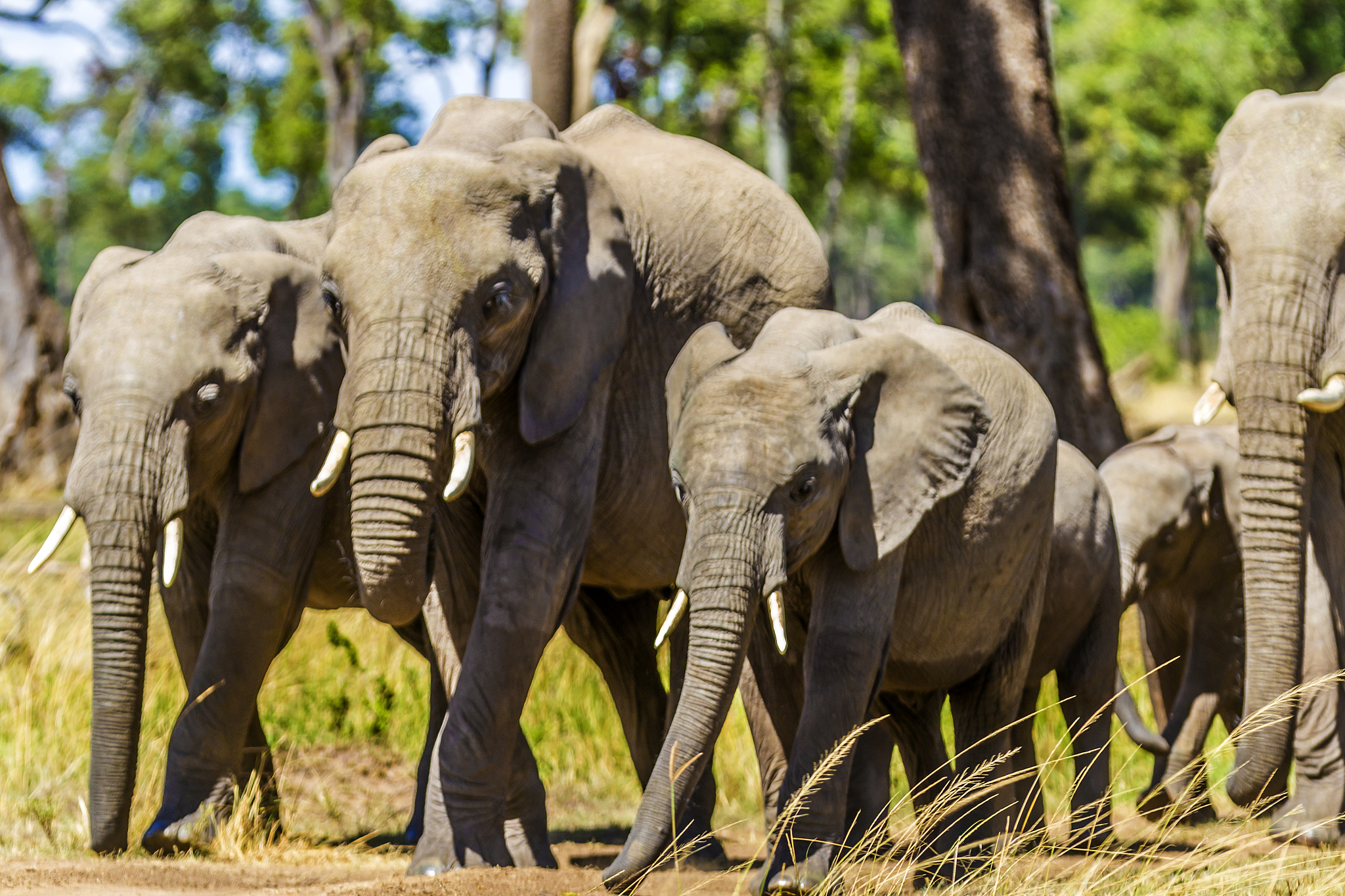 african elephant herd leaving the forest.