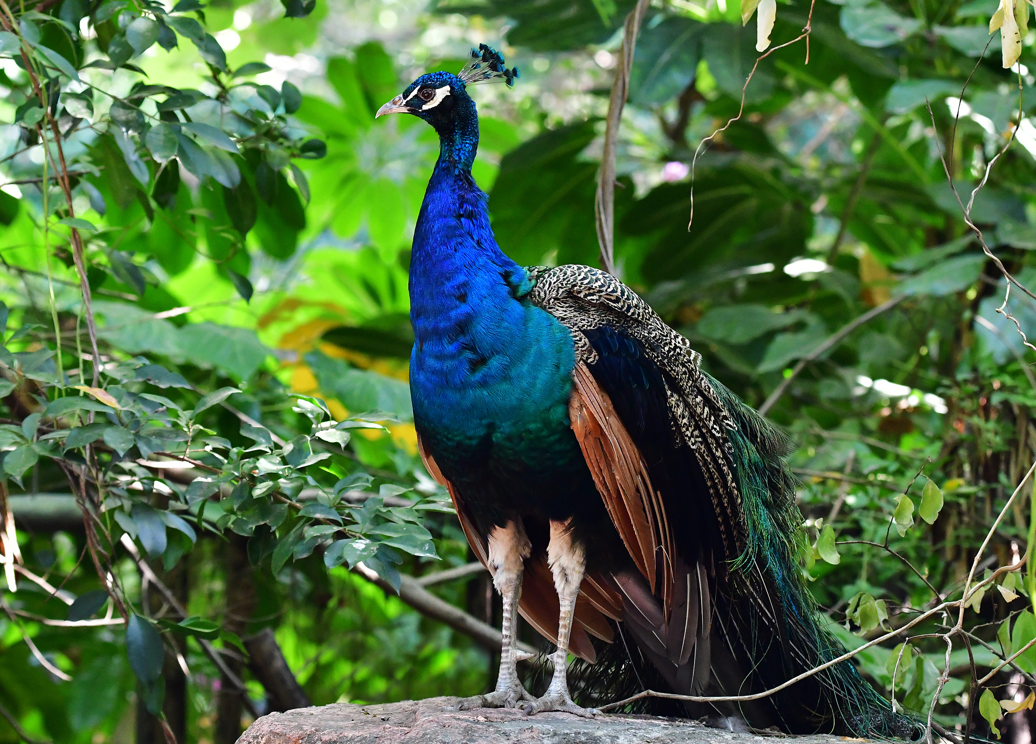 主动姿态稳定系统：形式、工作原理及应用 | 深入解析