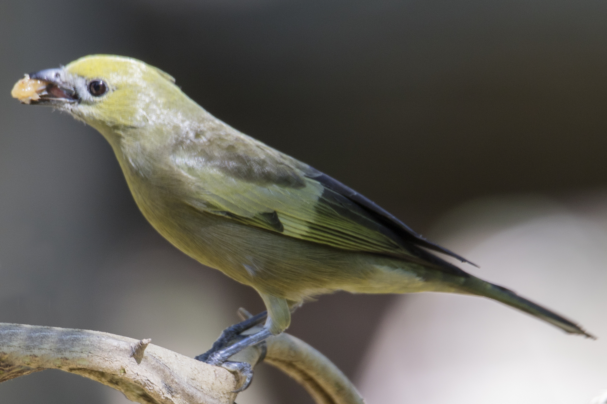 palm tanager eating