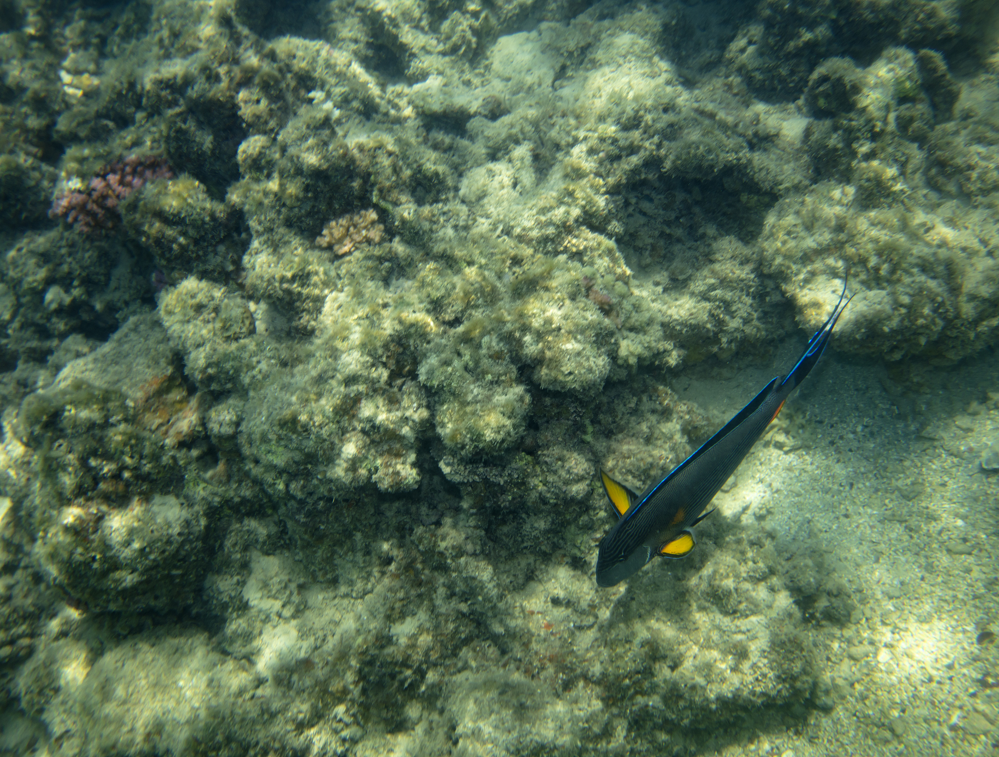 海洋二次生产力：浮游动物的能量转化 | 海洋生态系统的重要组成部分