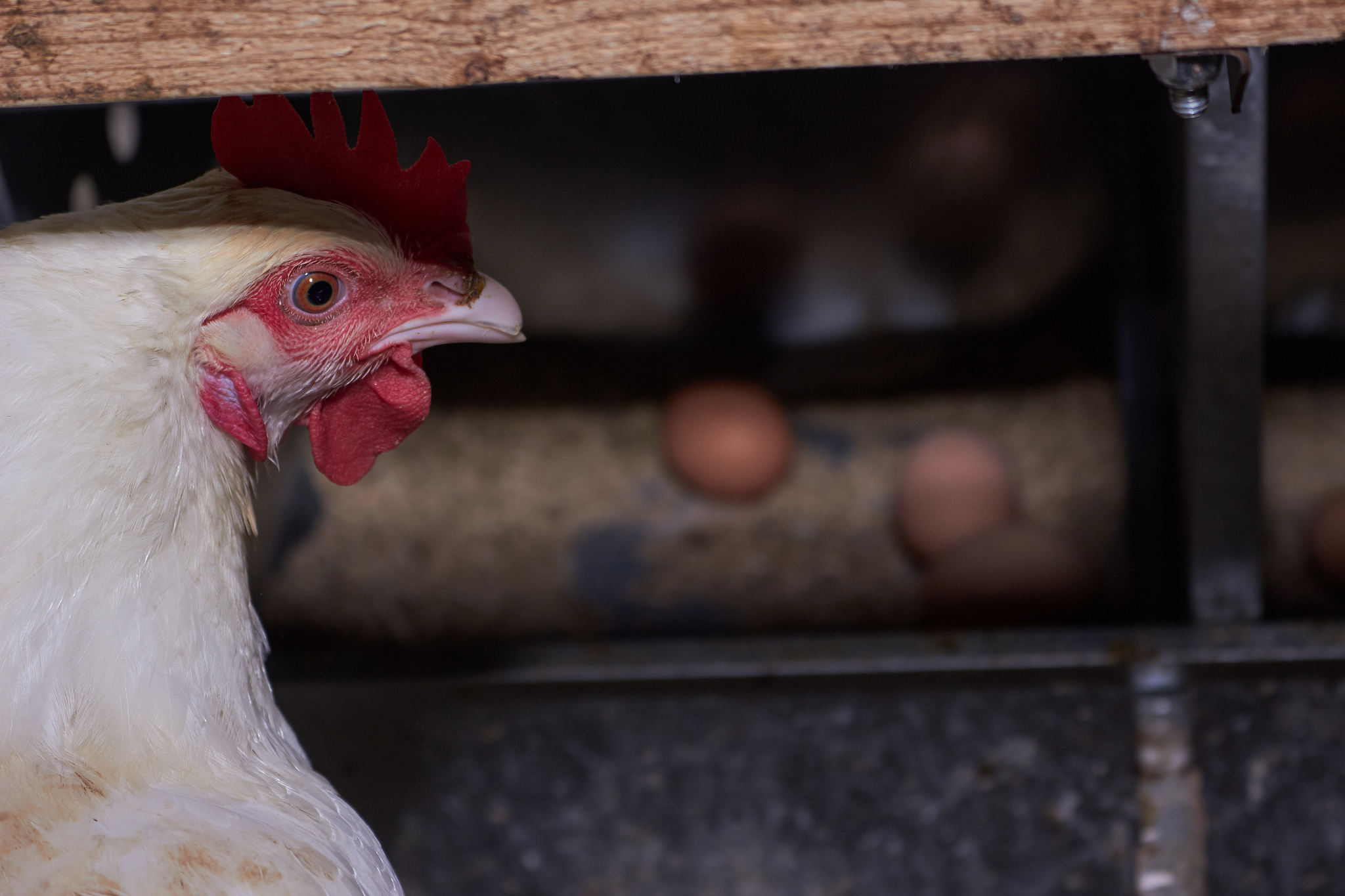 chicken