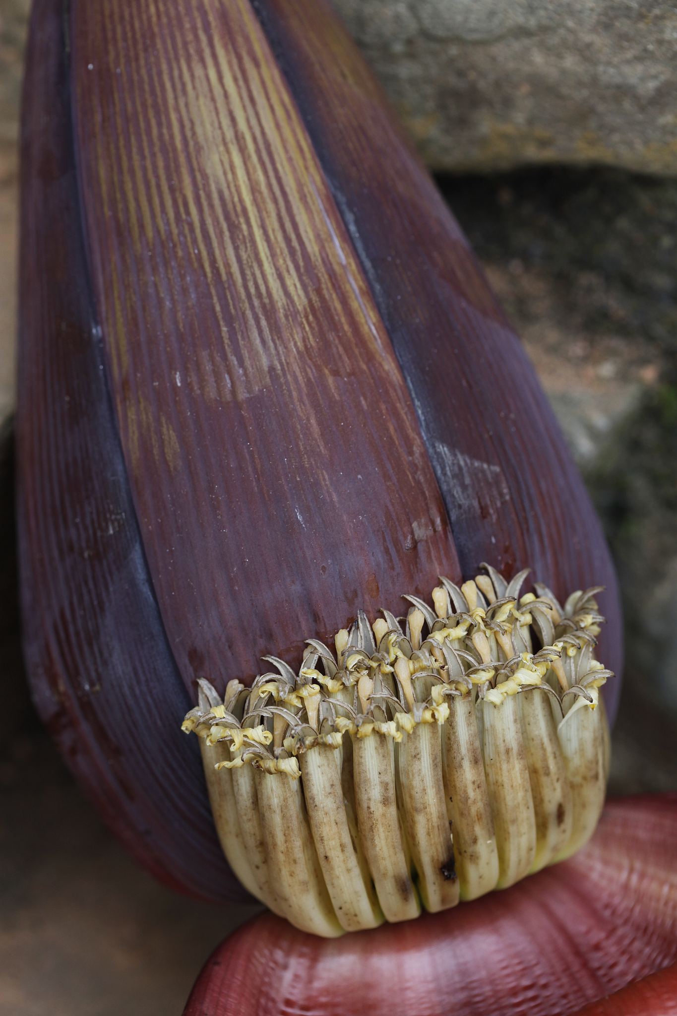 musa <strong>x</strong> paradisiaca 'banana' flower