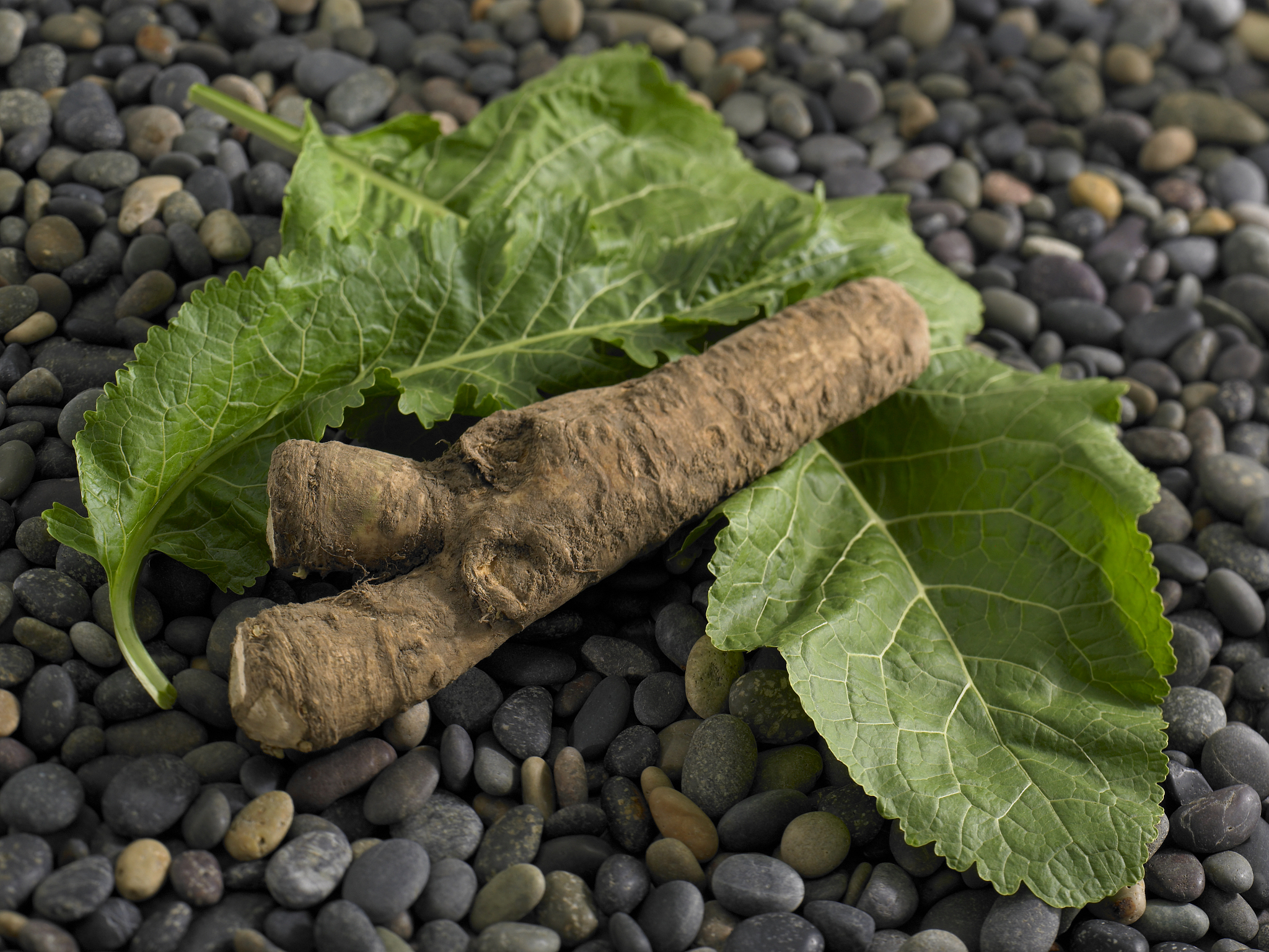 horseradish root and leaves