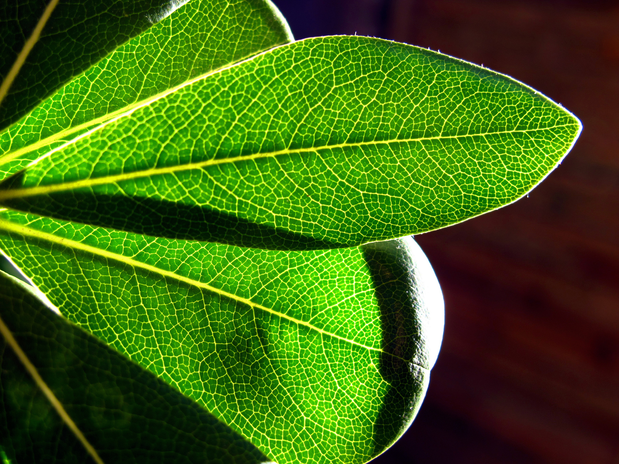 several green leaves