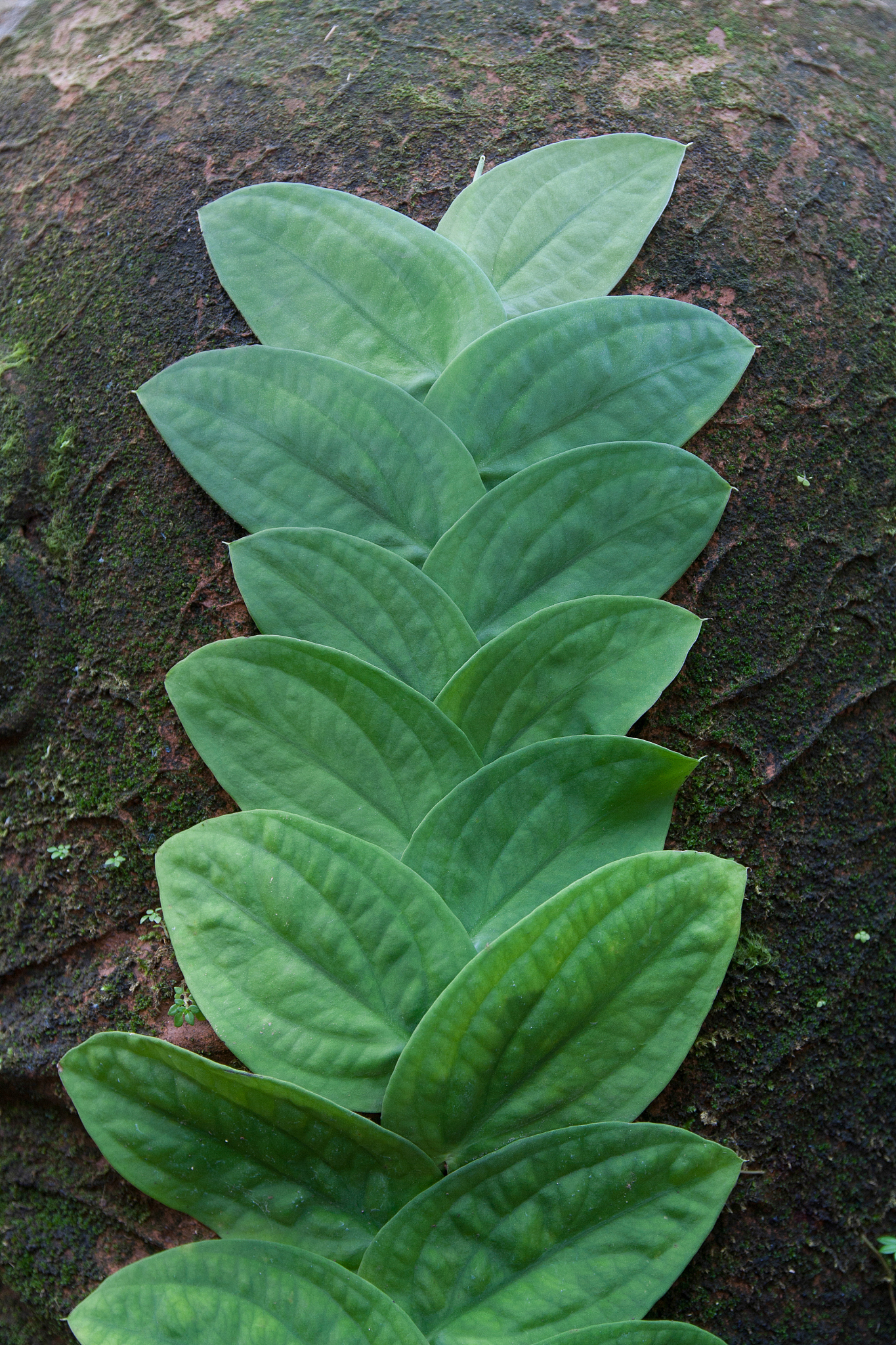 ivy background