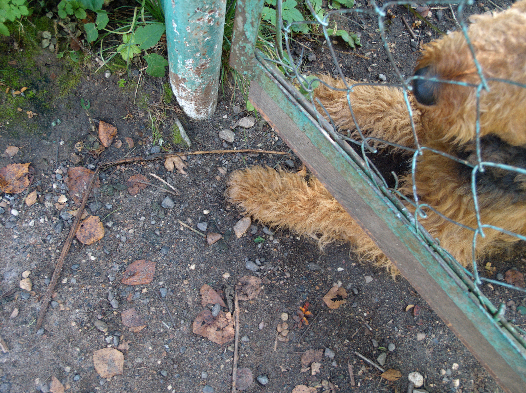 白蚁等害堤动物隐患应急整治：现场勘查与项目分析