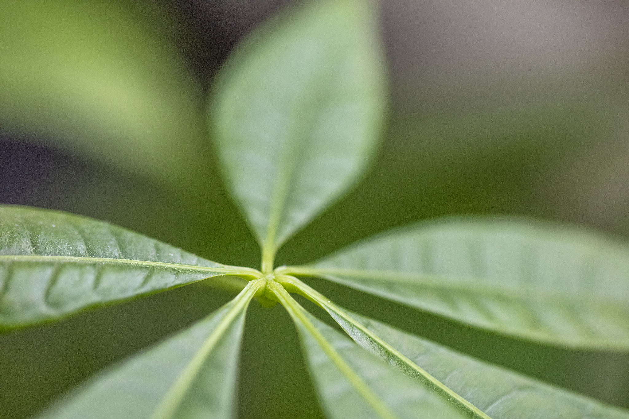 macro shot of leaves from a money tree, which is also called pac