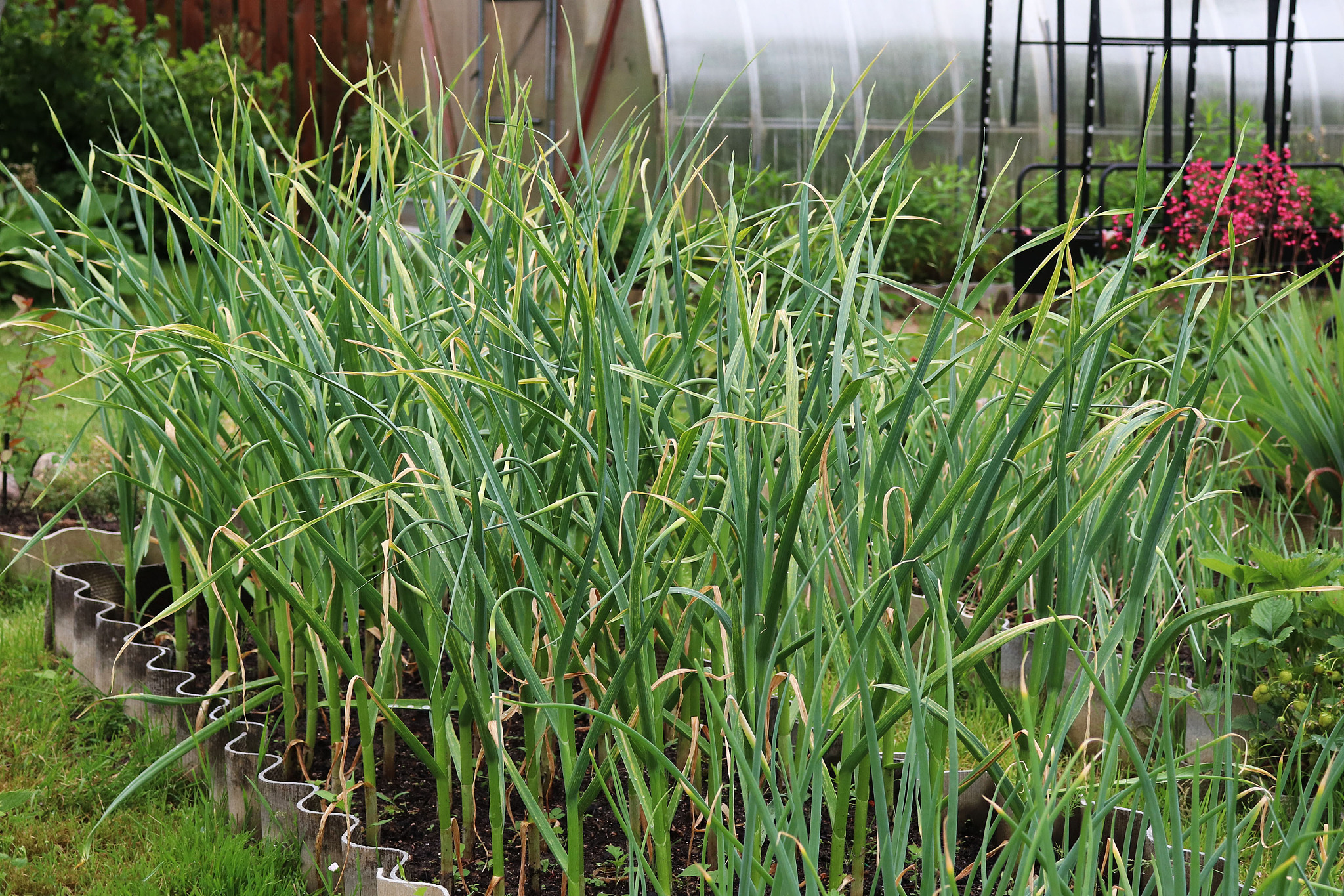 harvest onions in the garden bed