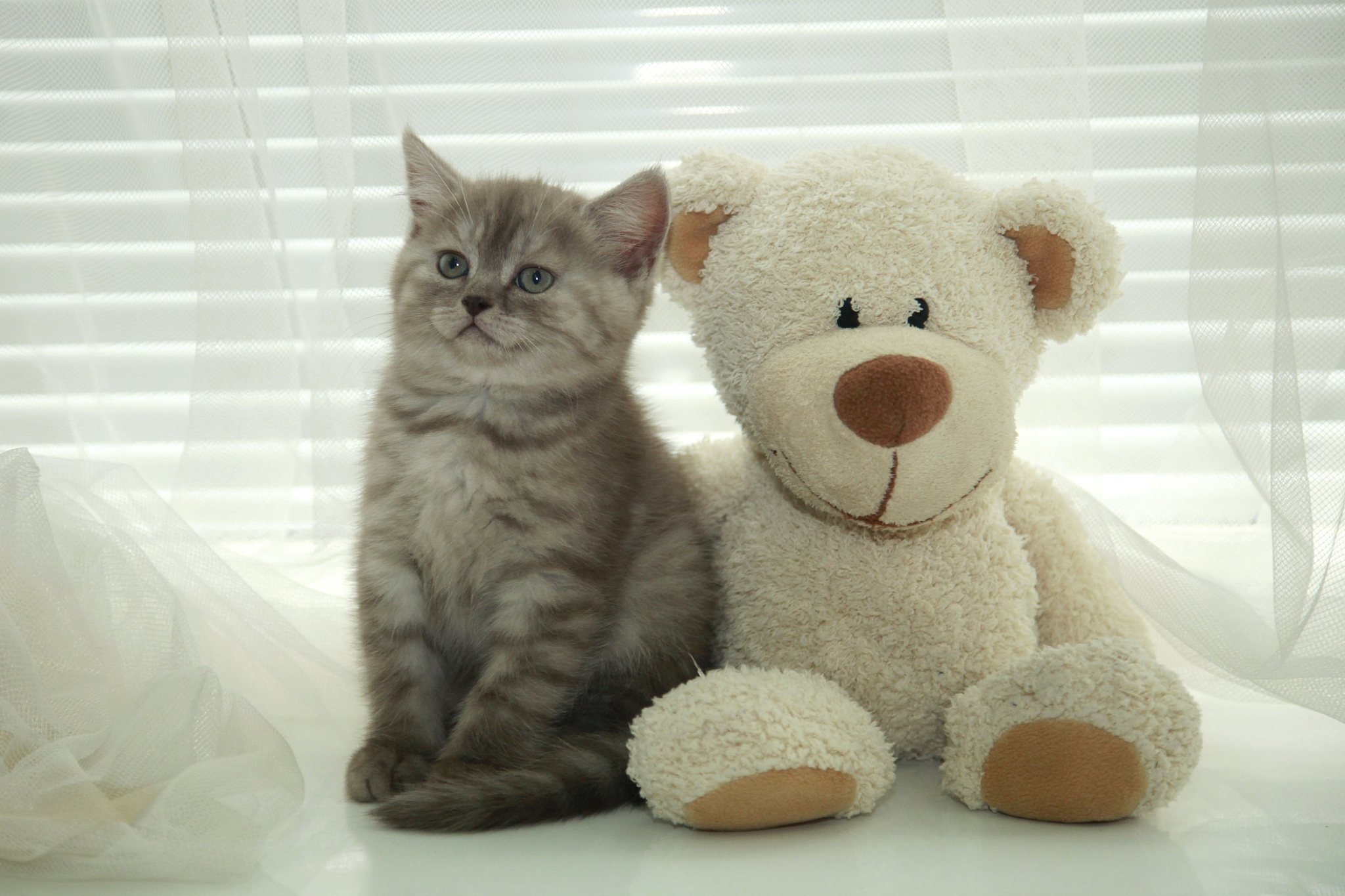 fluffy cat