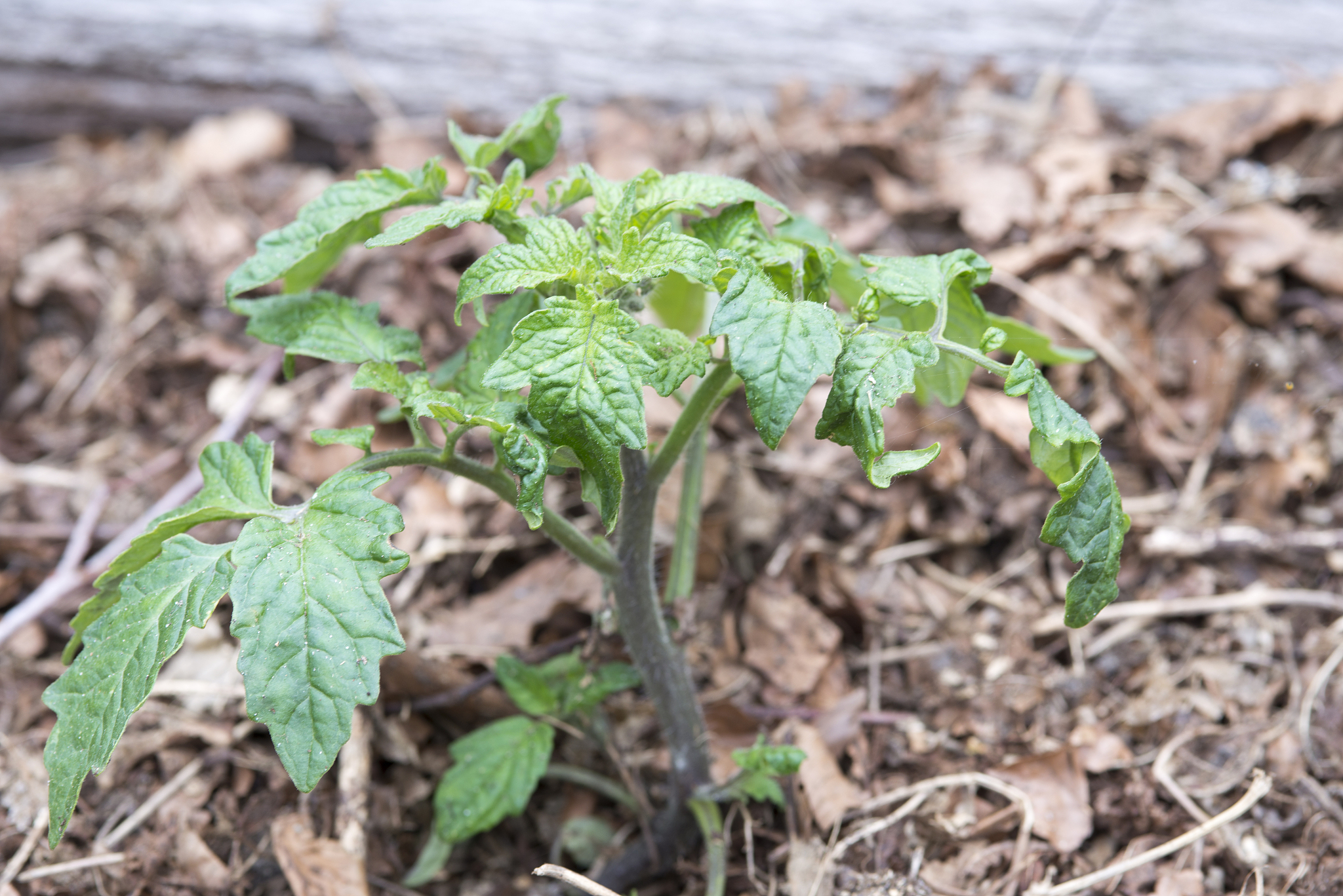 tomato plant in garden