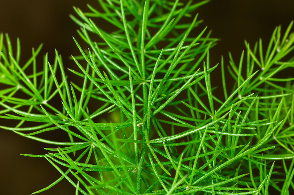 第一个五年计划简称一五计划1953年-1957年实现了国民经济的快速增长并为我国的工业化奠定了初步基础。学者认为一五计划也有一些历史局限：布点过于集中、地方的积极性没有调动、以重工业为主。 你认为一五计划的历史意义何在？它的局限性有哪些？当前的社会主义现代化建设是应该继续以工业发展优先还是应该均衡发展具体需要着力于哪些部分的发展？