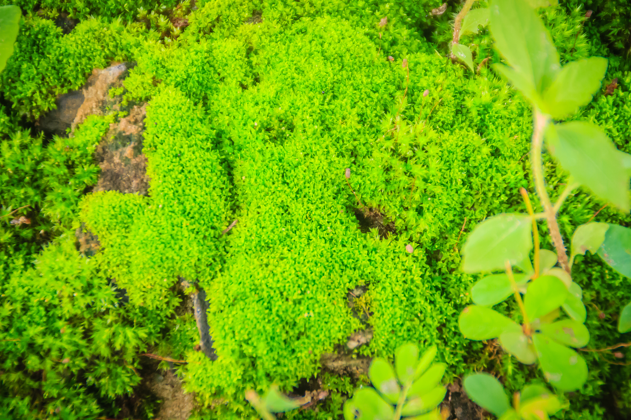 苔藓植物分布与环境关系：影响因素及适应性