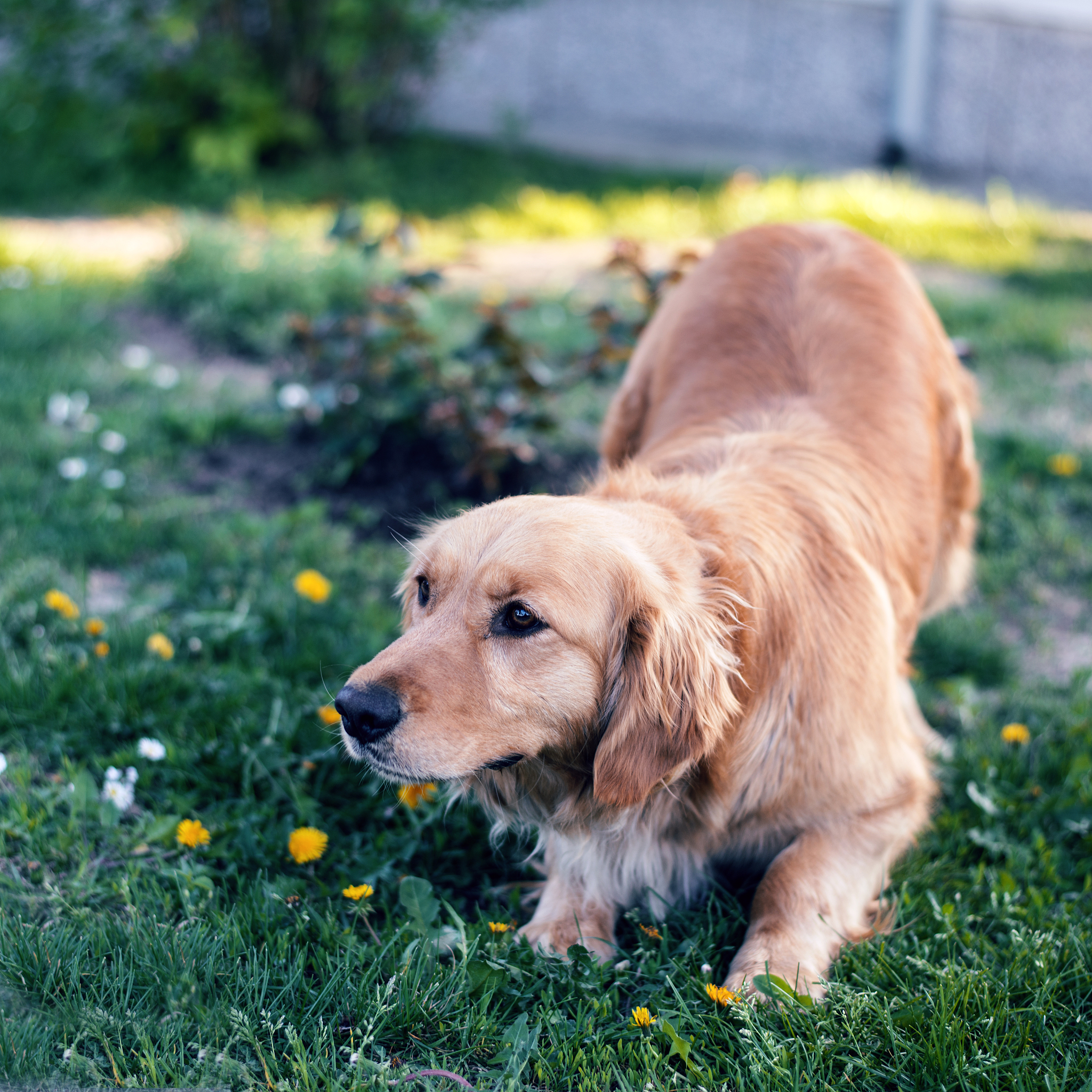 以我爱亚亚为主题写一个故事