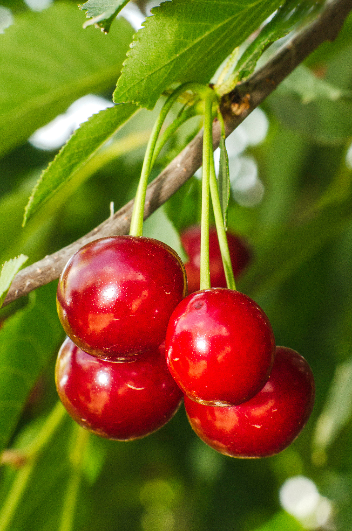 cherries hanging on a cherry tree branch