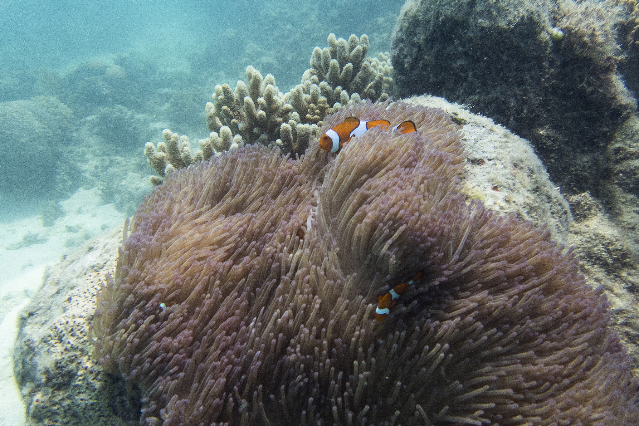 guide showing a giant clam / clown fish in a magnificent sea ane