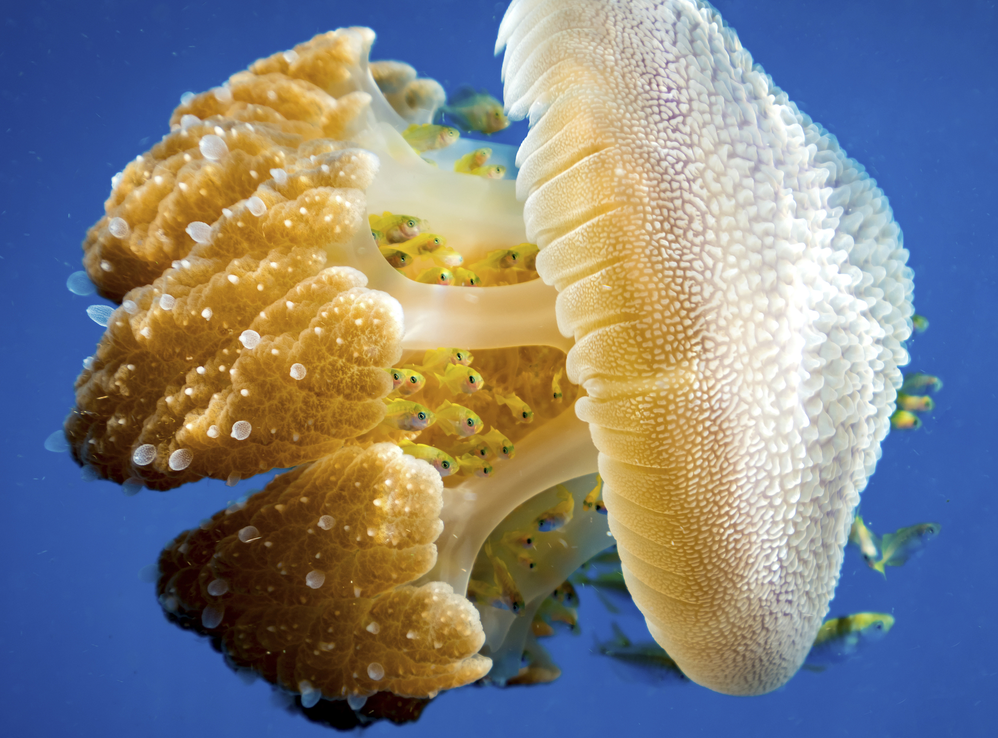 星球毁灭模拟器 - 全新版本震撼上线！多种毁灭方式等你体验！