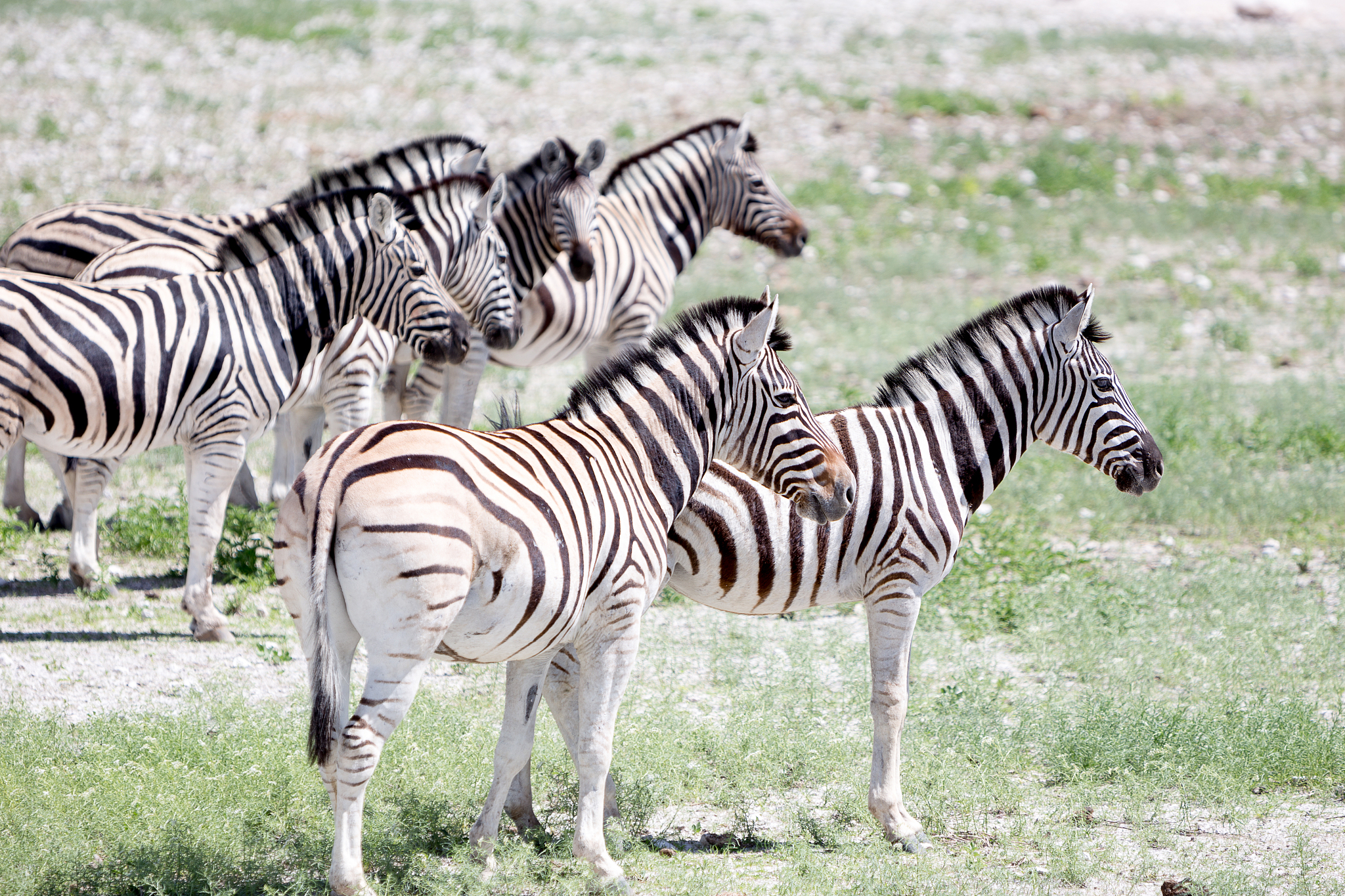 zebra