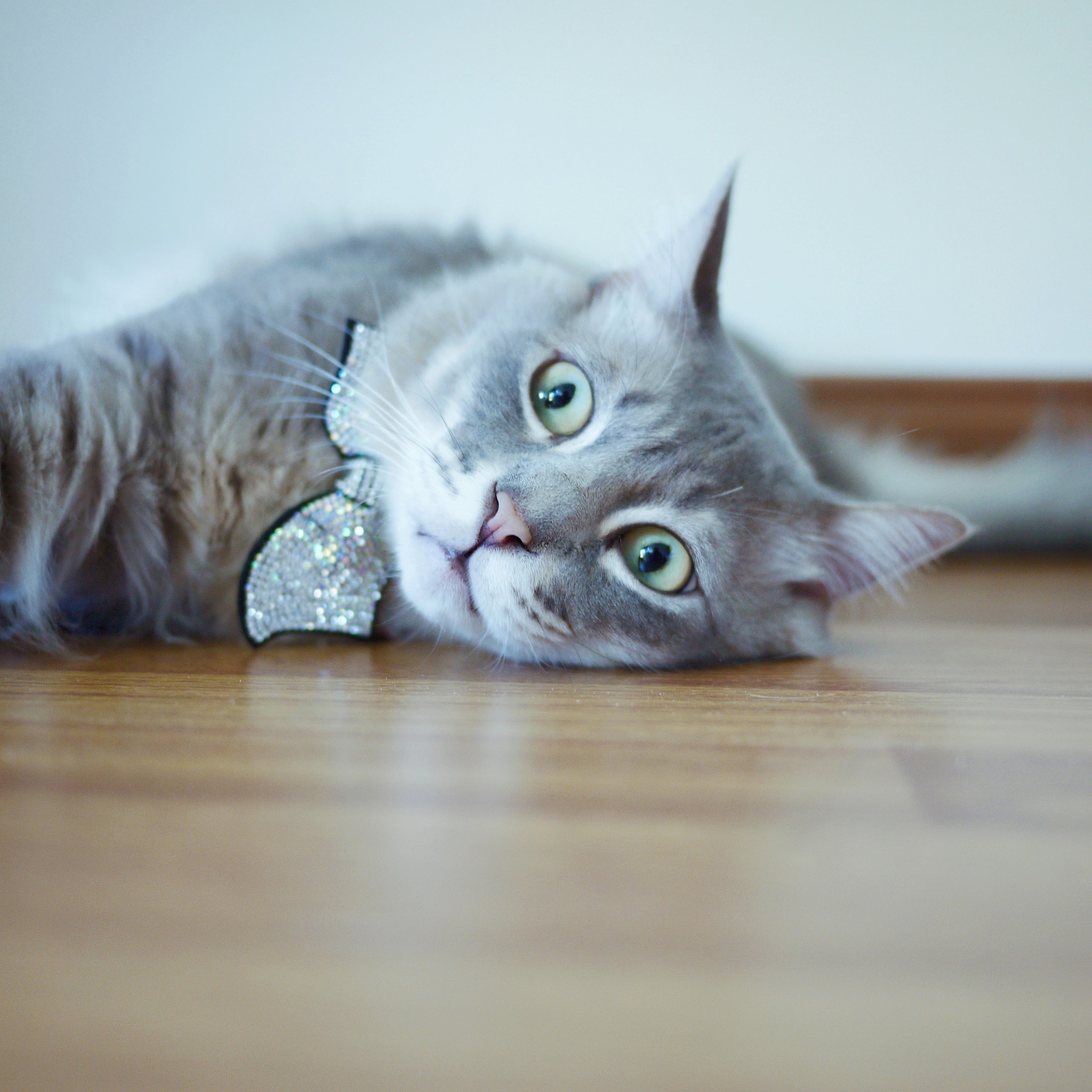 可爱的猫咪头像图片推荐
