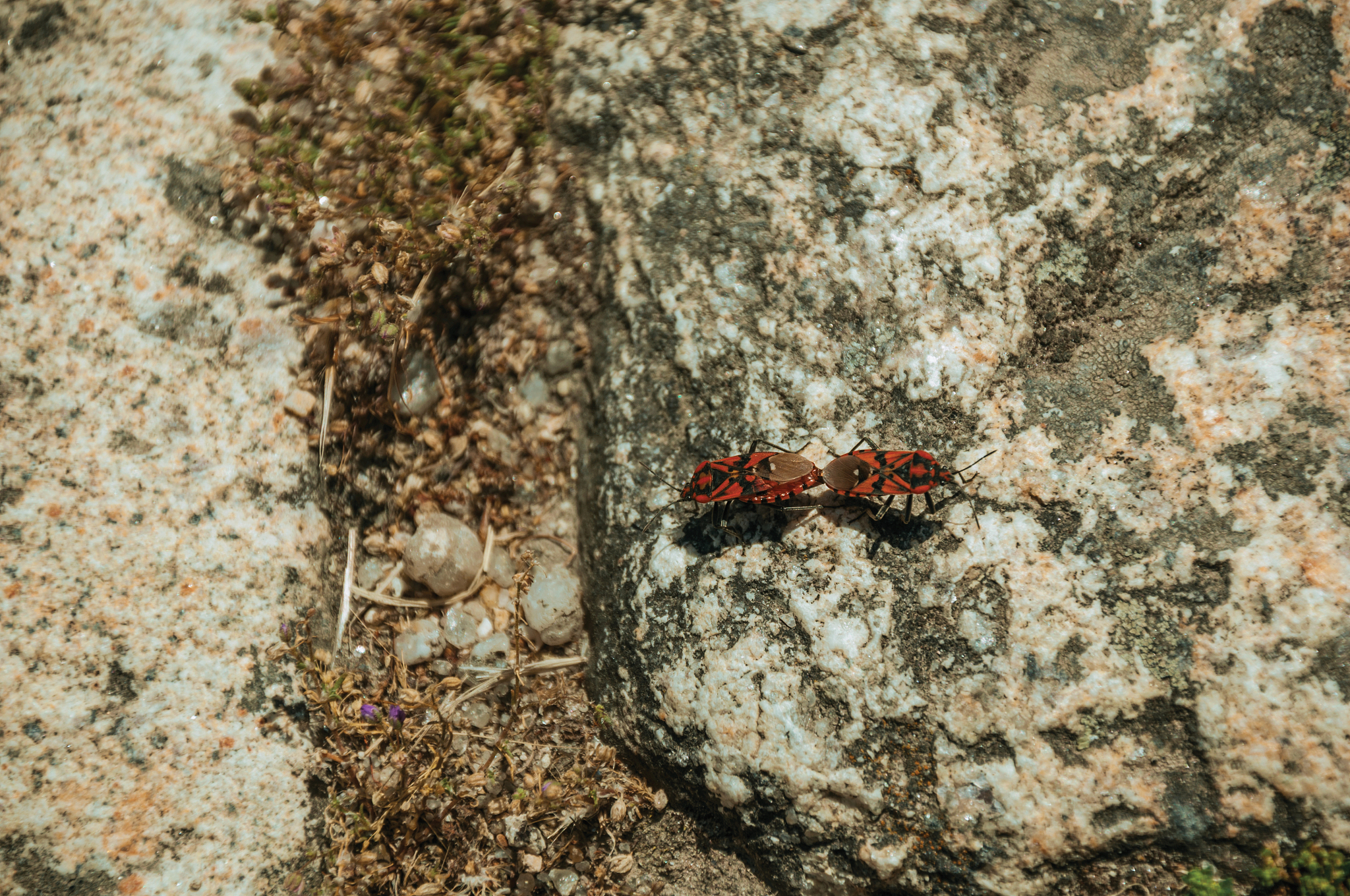 mediterranean red bugs over stone near monsanto