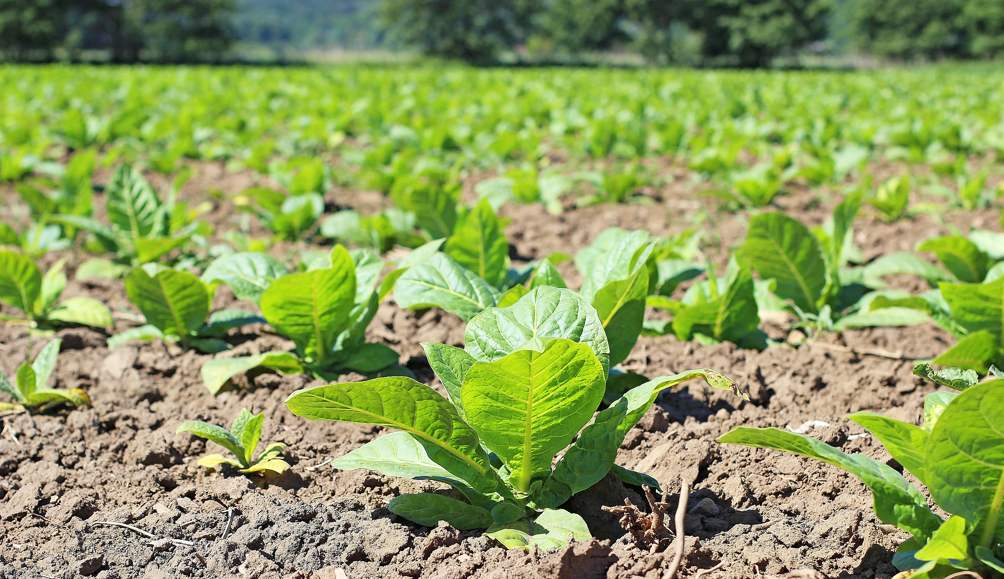 黔西南民族职业技术学院烟草栽培技术专业怎么样