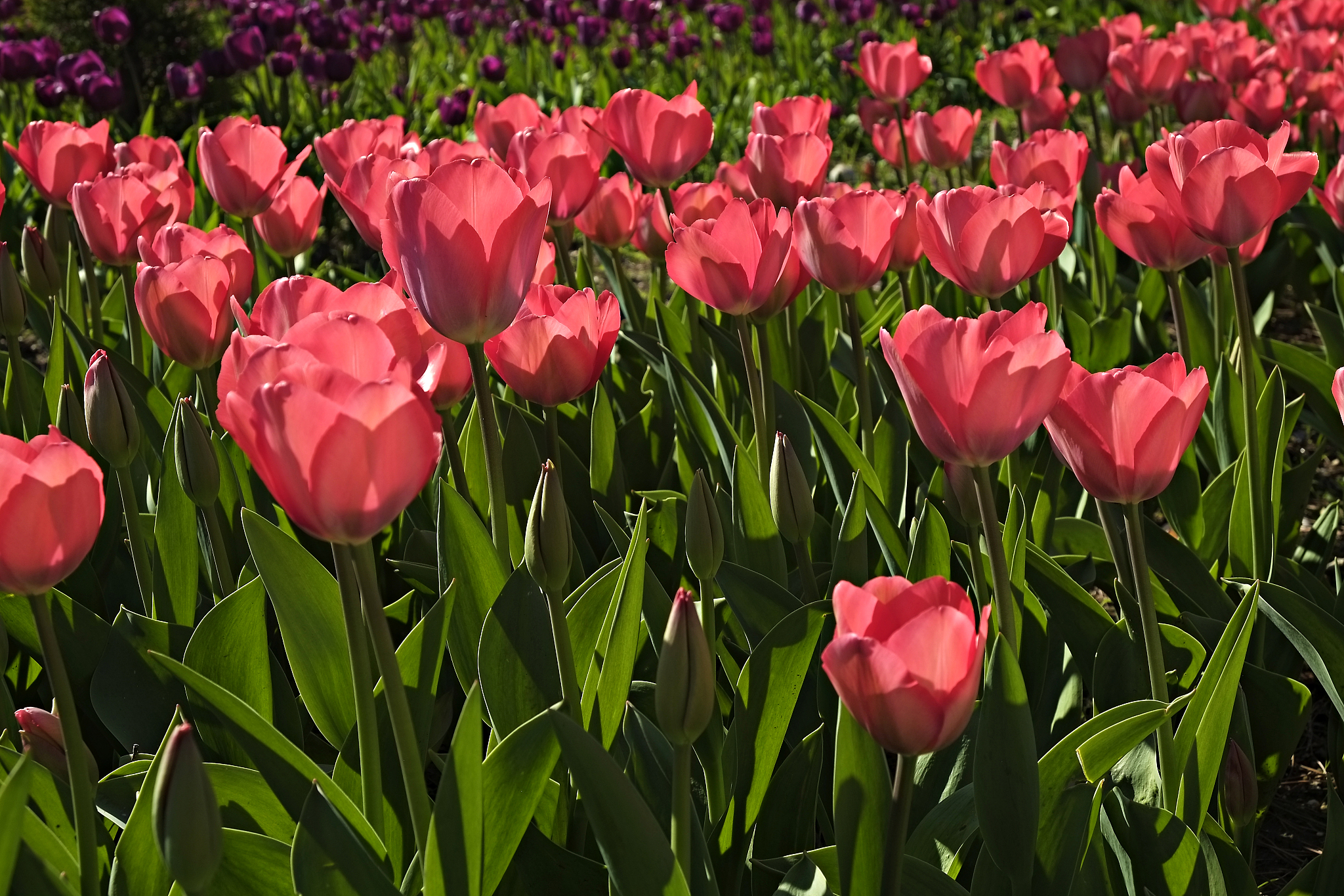 colorful tulips in sun light growing in the city park.
